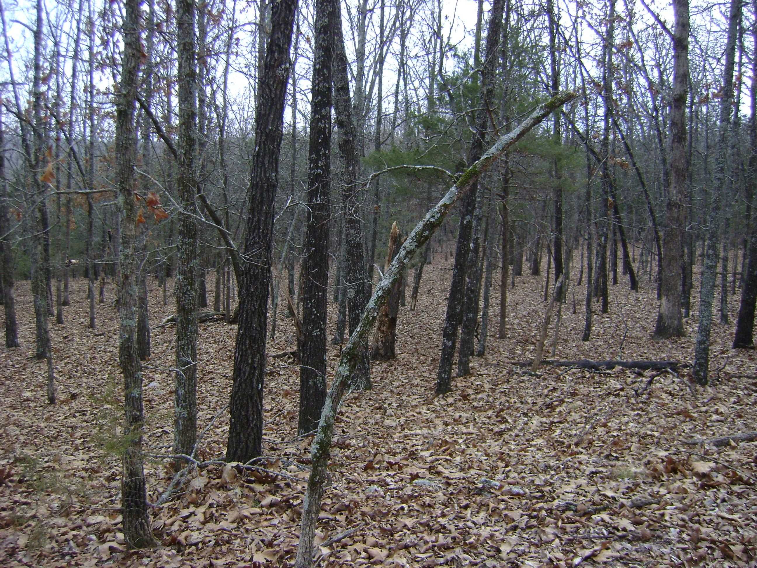 Photo 13 - Vacant Land for sale –   Kennedy Road   Ash Flat, AR