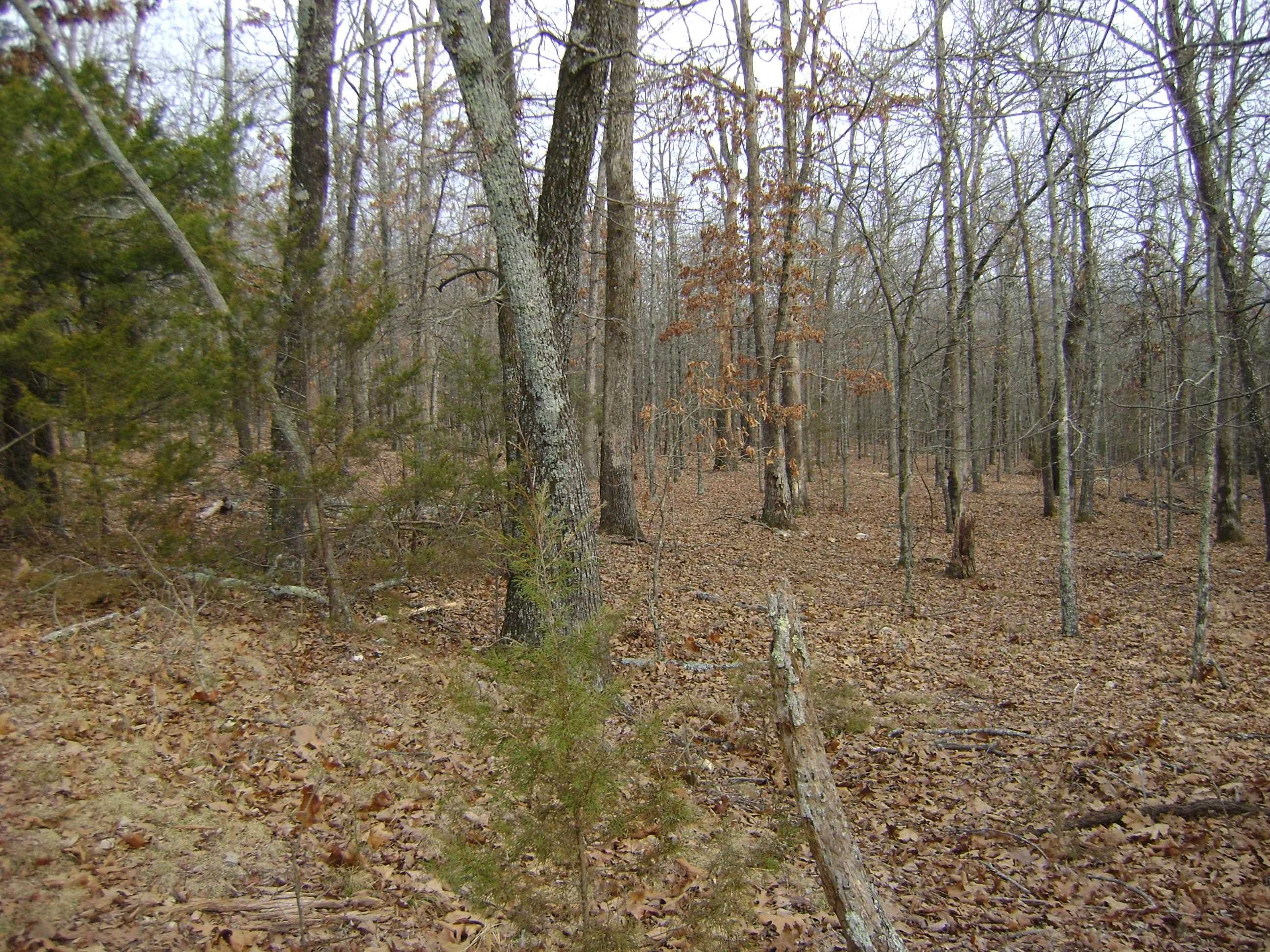 Photo 16 - Vacant Land for sale –   Kennedy Road   Ash Flat, AR