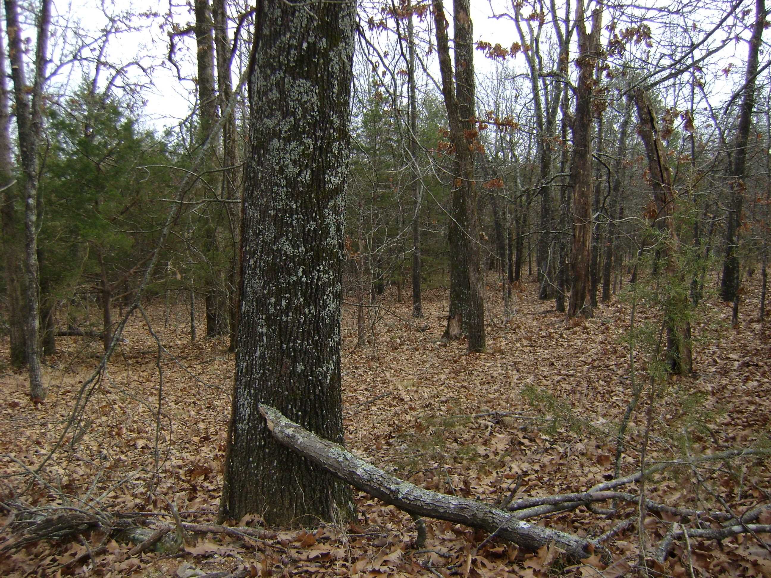 Photo 17 - Vacant Land for sale –   Kennedy Road   Ash Flat, AR