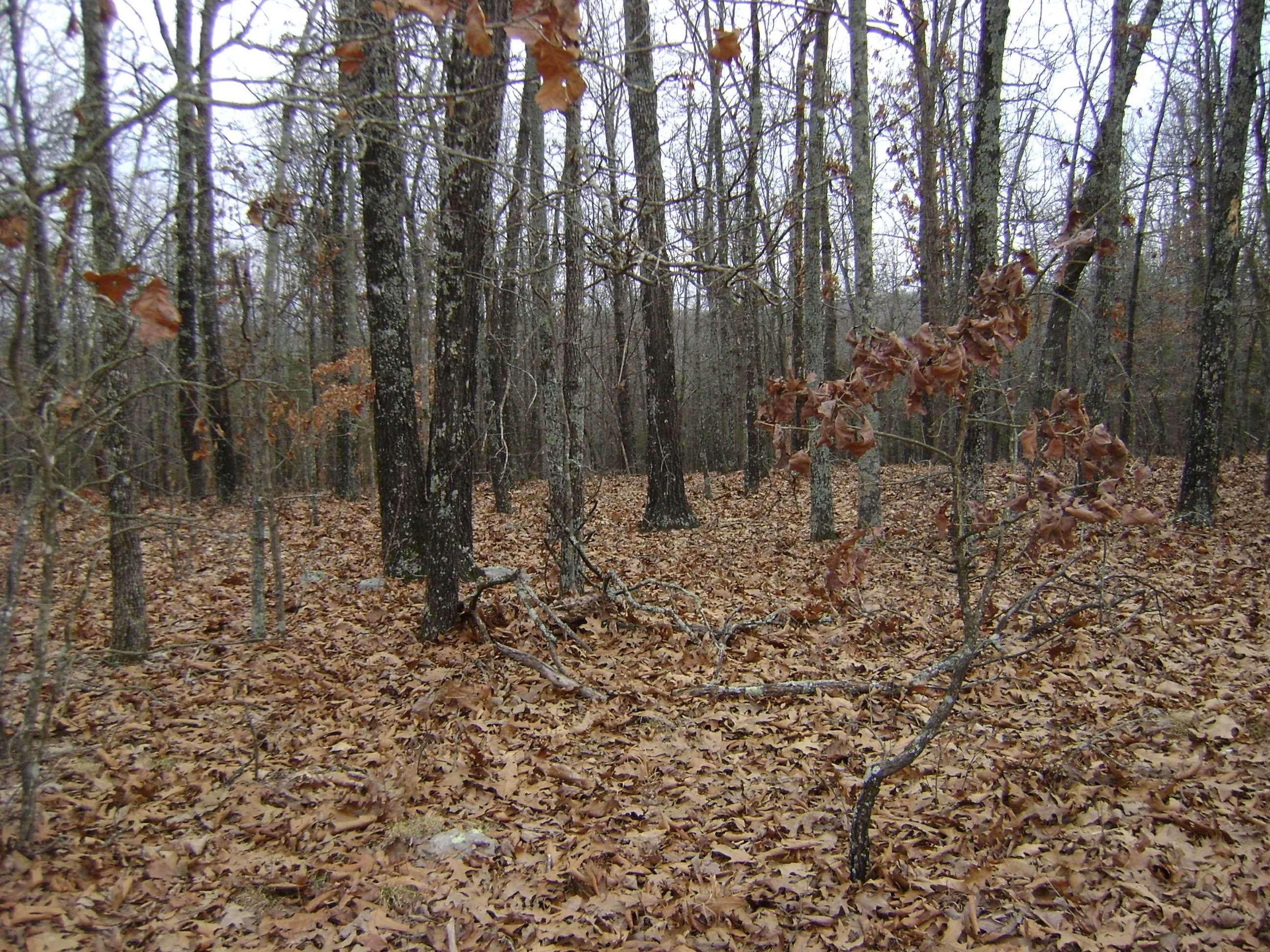 Photo 6 - Vacant Land for sale –   Kennedy Road   Ash Flat, AR