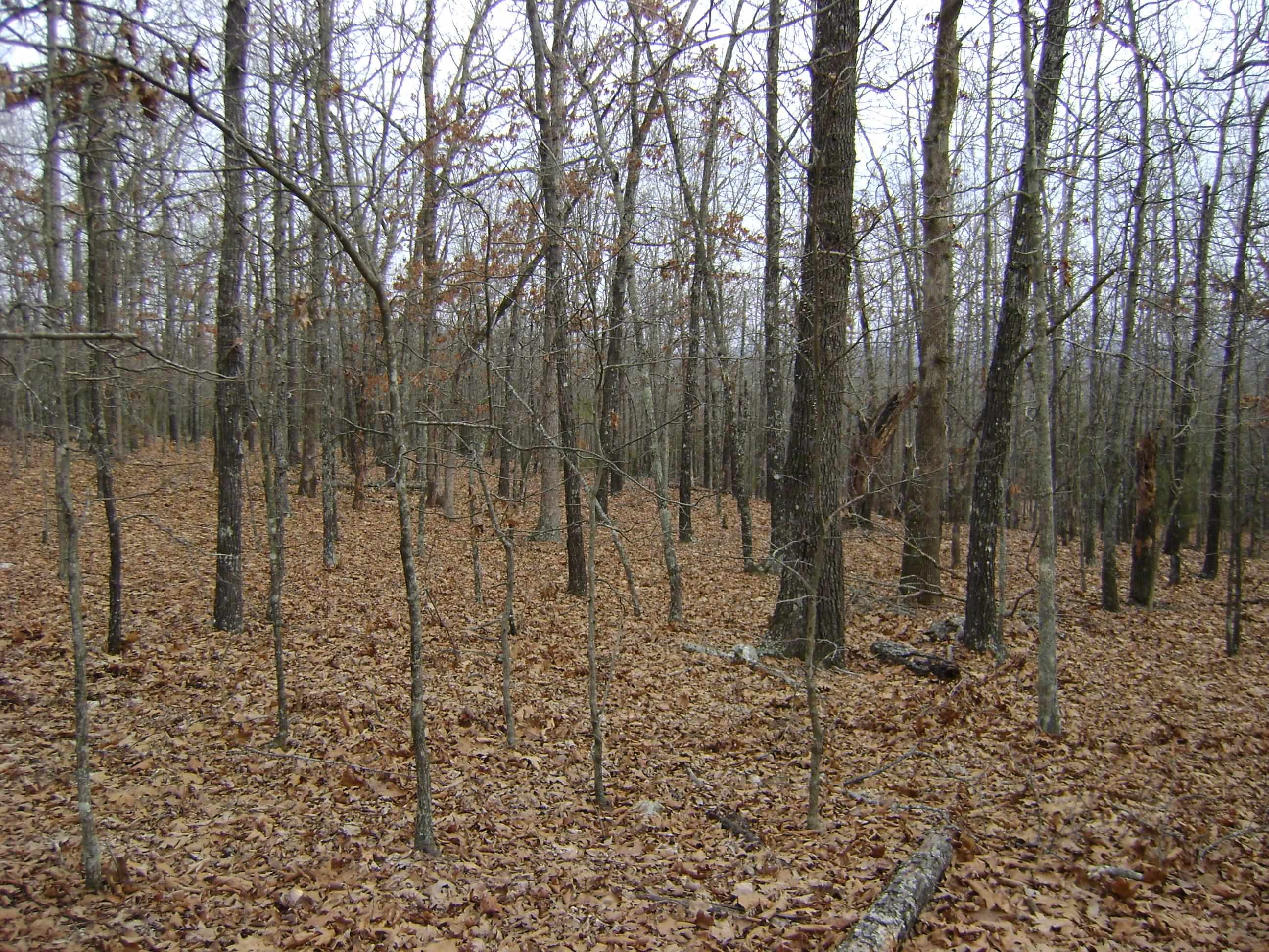 Photo 7 - Vacant Land for sale –   Kennedy Road   Ash Flat, AR