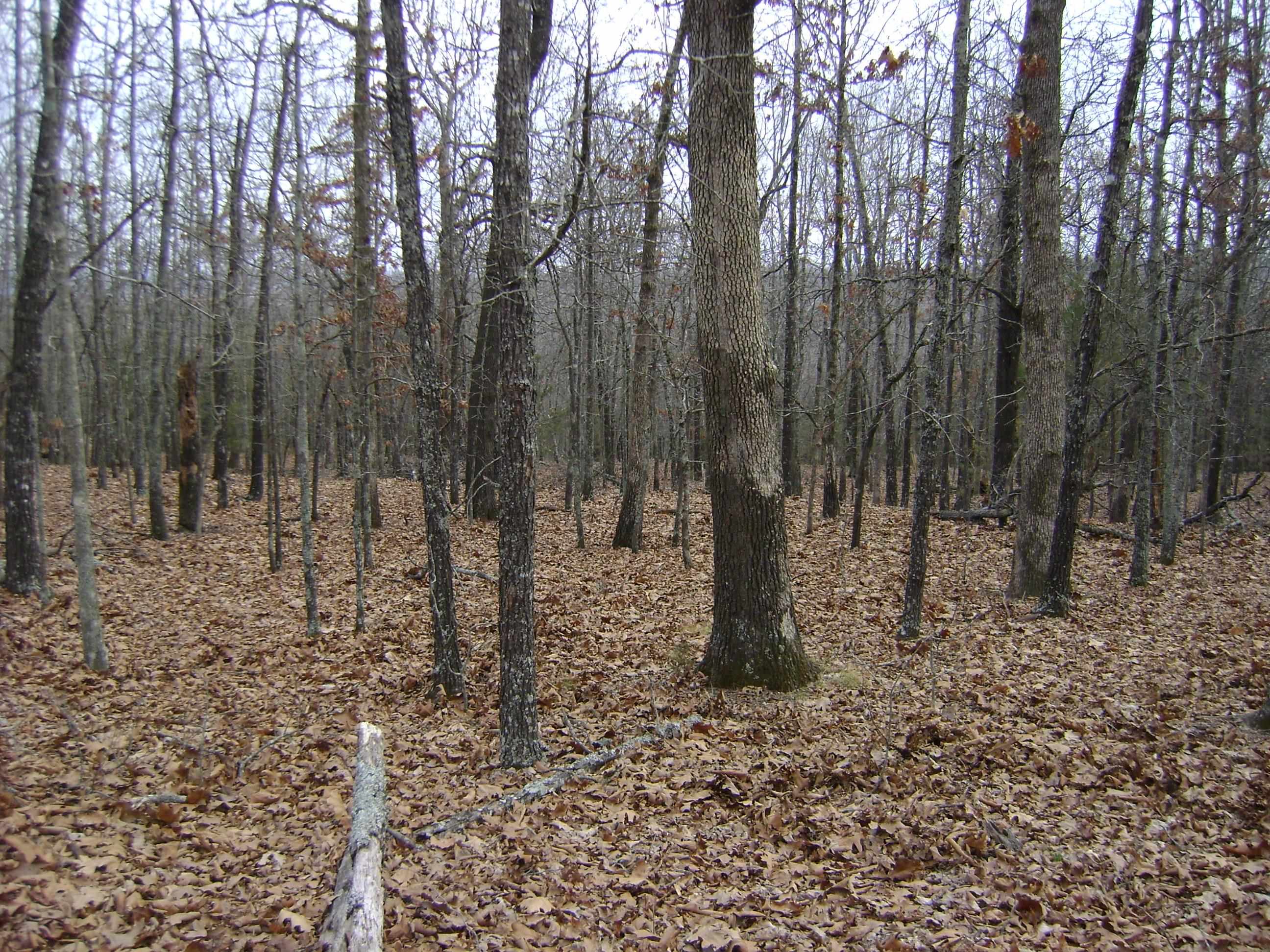 Photo 8 - Vacant Land for sale –   Kennedy Road   Ash Flat, AR