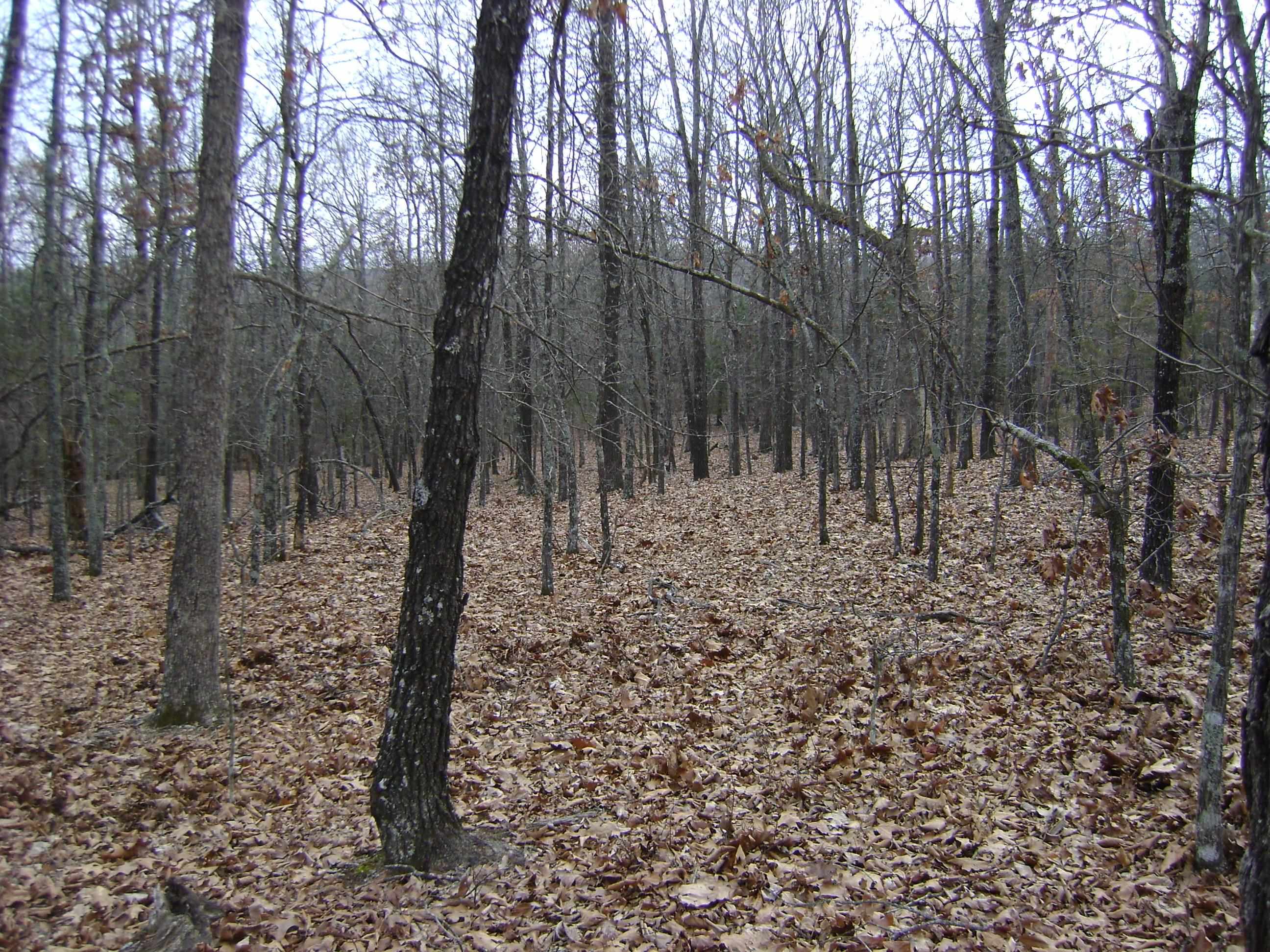 Photo 9 - Vacant Land for sale –   Kennedy Road   Ash Flat, AR
