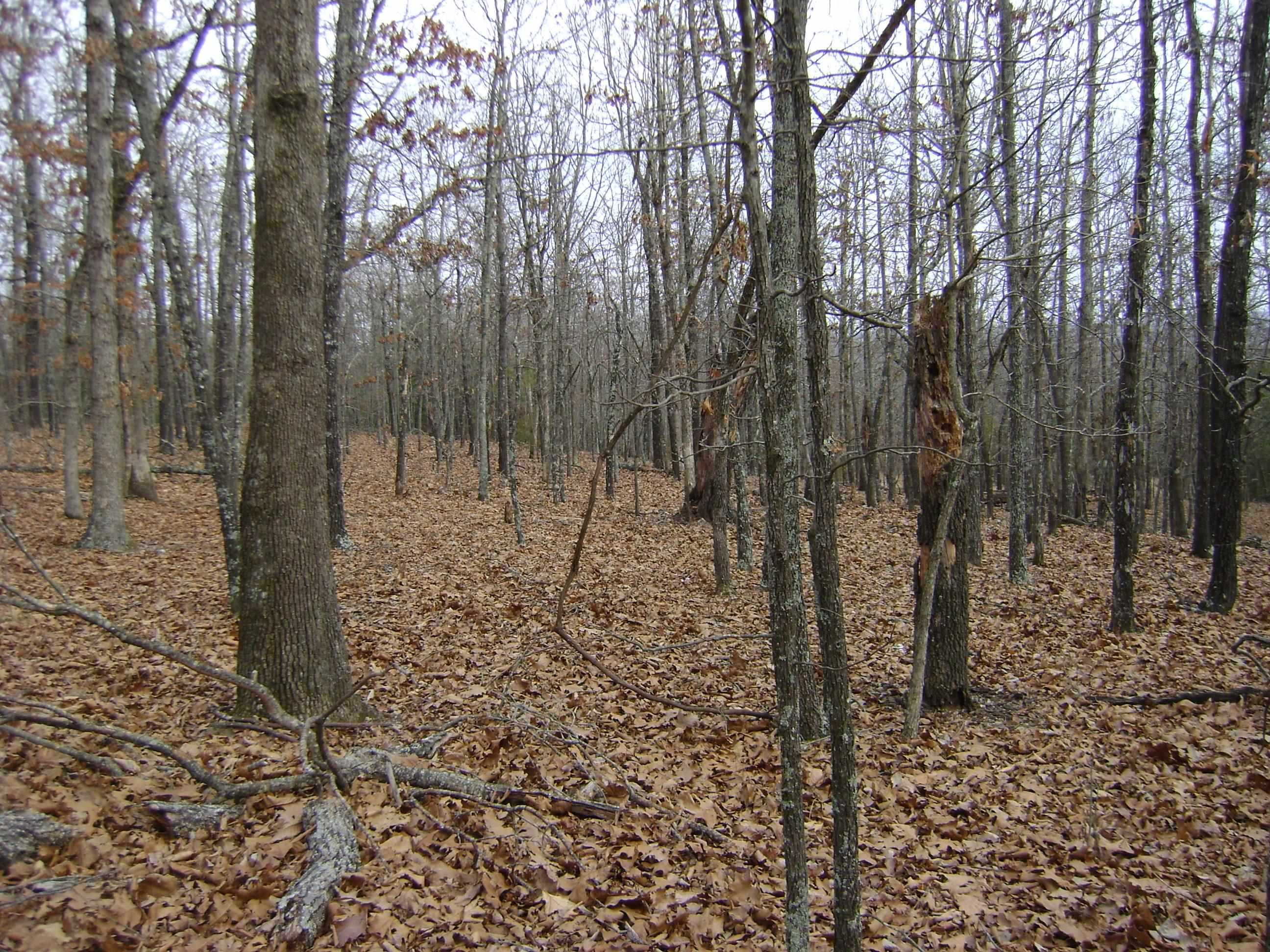 Photo 10 - Vacant Land for sale –   Kennedy Road   Ash Flat, AR