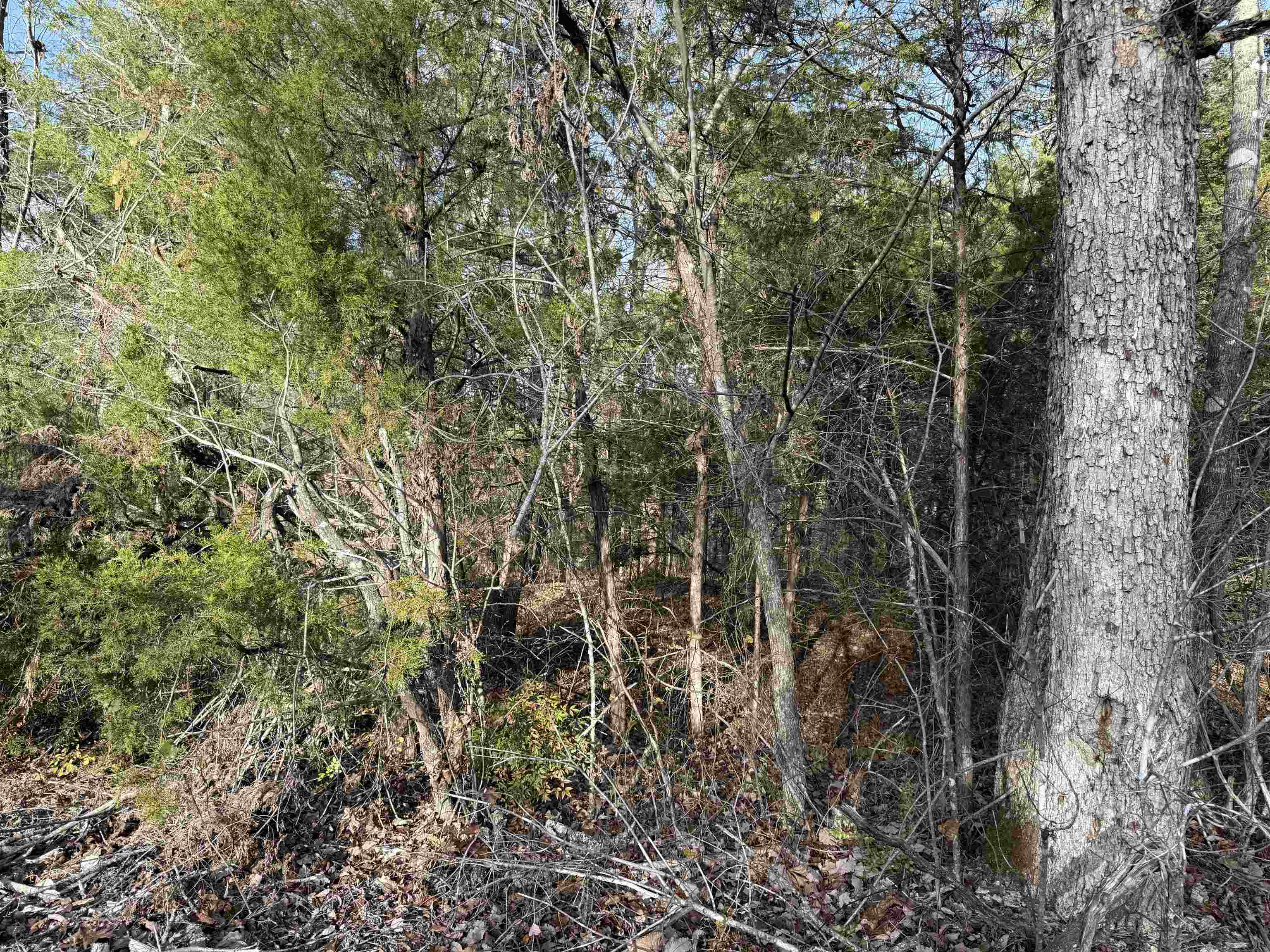 Photo 15 - Vacant Land for sale – 4  Golf Course Area Lots   Cherokee Village, AR