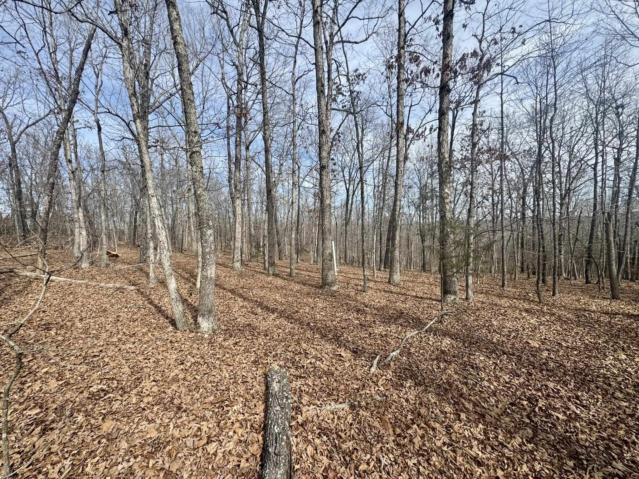 Photo 4 - Vacant Land for sale – 0  Barnes Road   Evening Shade, AR