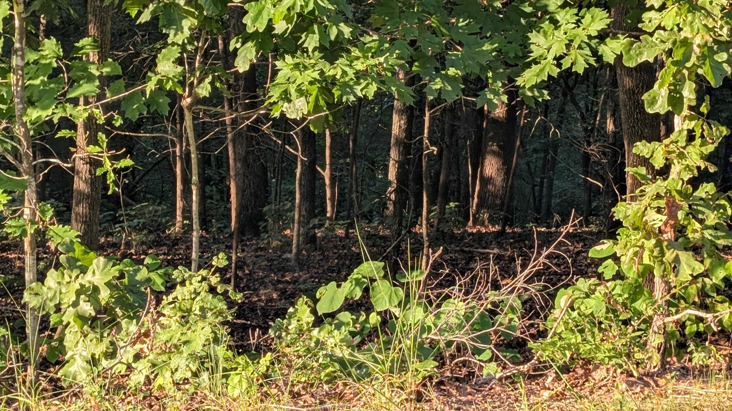 Vacant Land for sale –   Tonto   Cherokee Village, AR