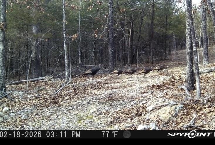 Photo 8 - Vacant Land for sale – 0000  Buck Ridge   Williford, AR