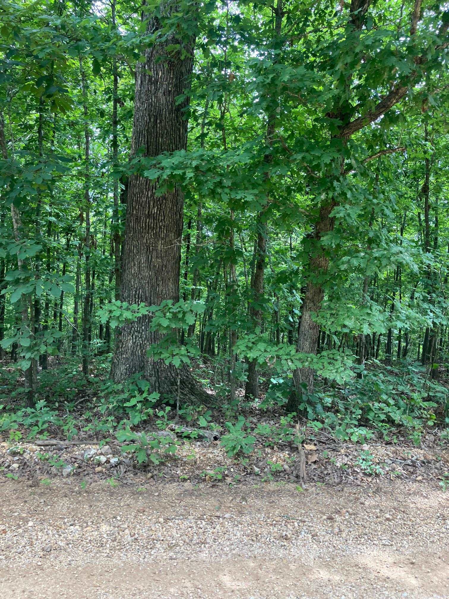 Photo 14 - Vacant Land for sale – 1859  Springwood Road   Hardy, AR