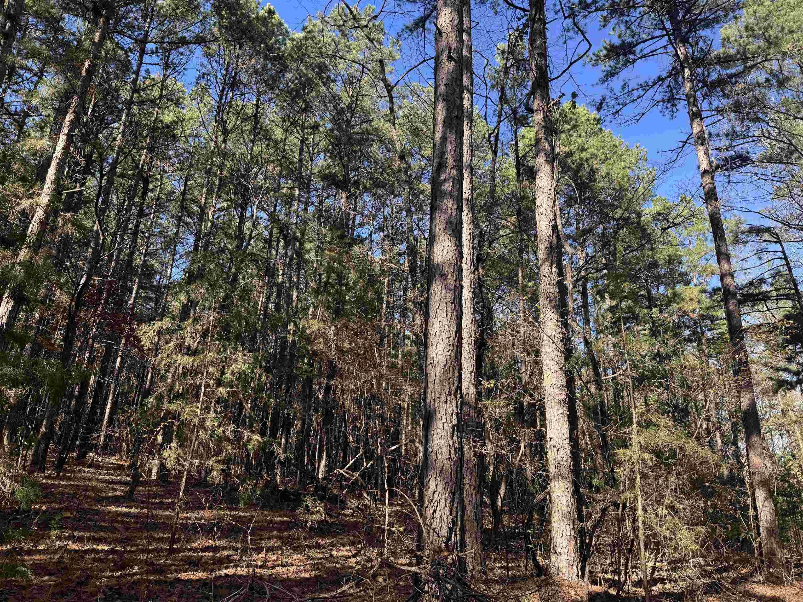 Photo 19 - Vacant Land for sale – 1980A  Boyce   Melbourne, AR