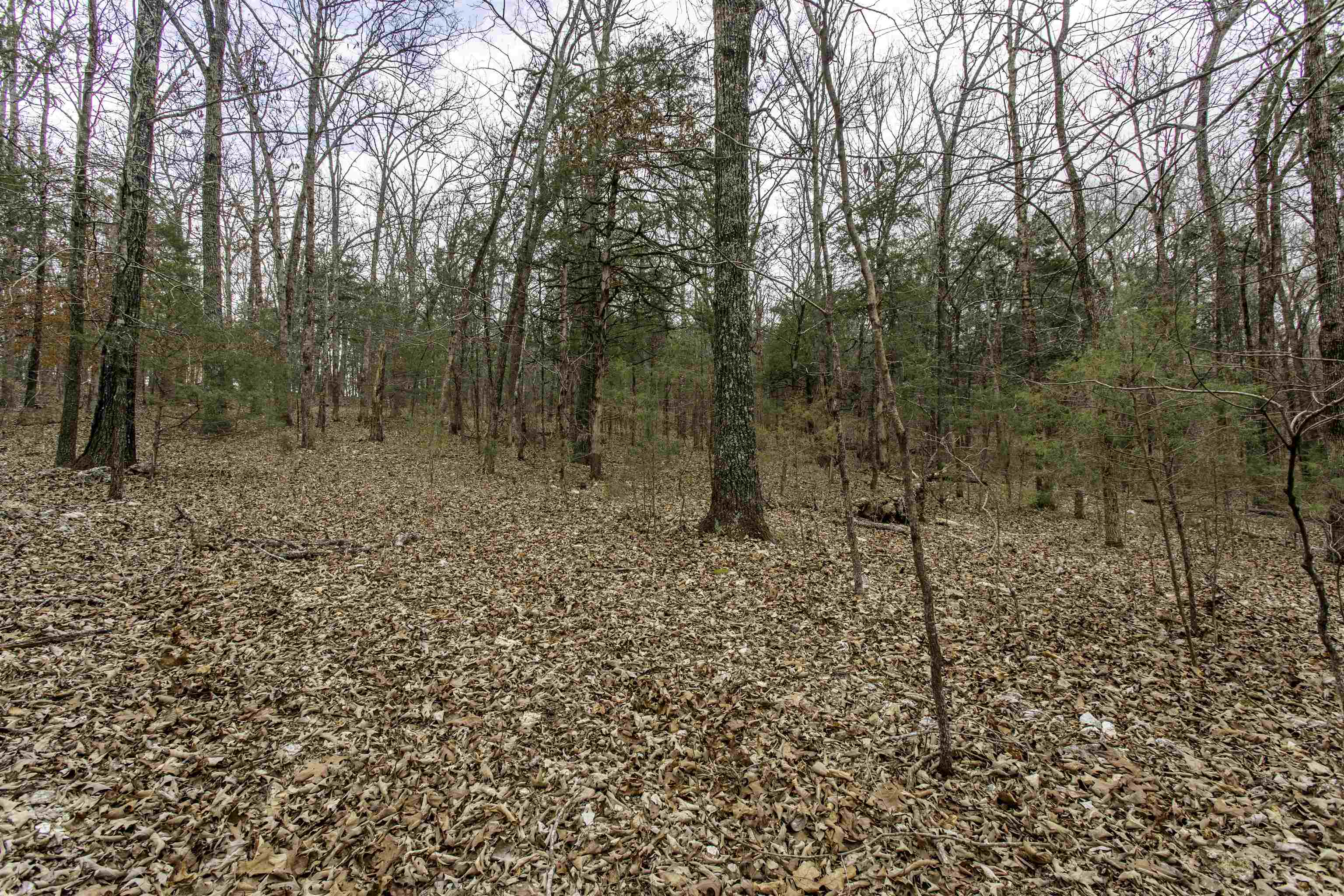 Photo 6 - Vacant Land for sale – 000  Onaga   Hardy, AR