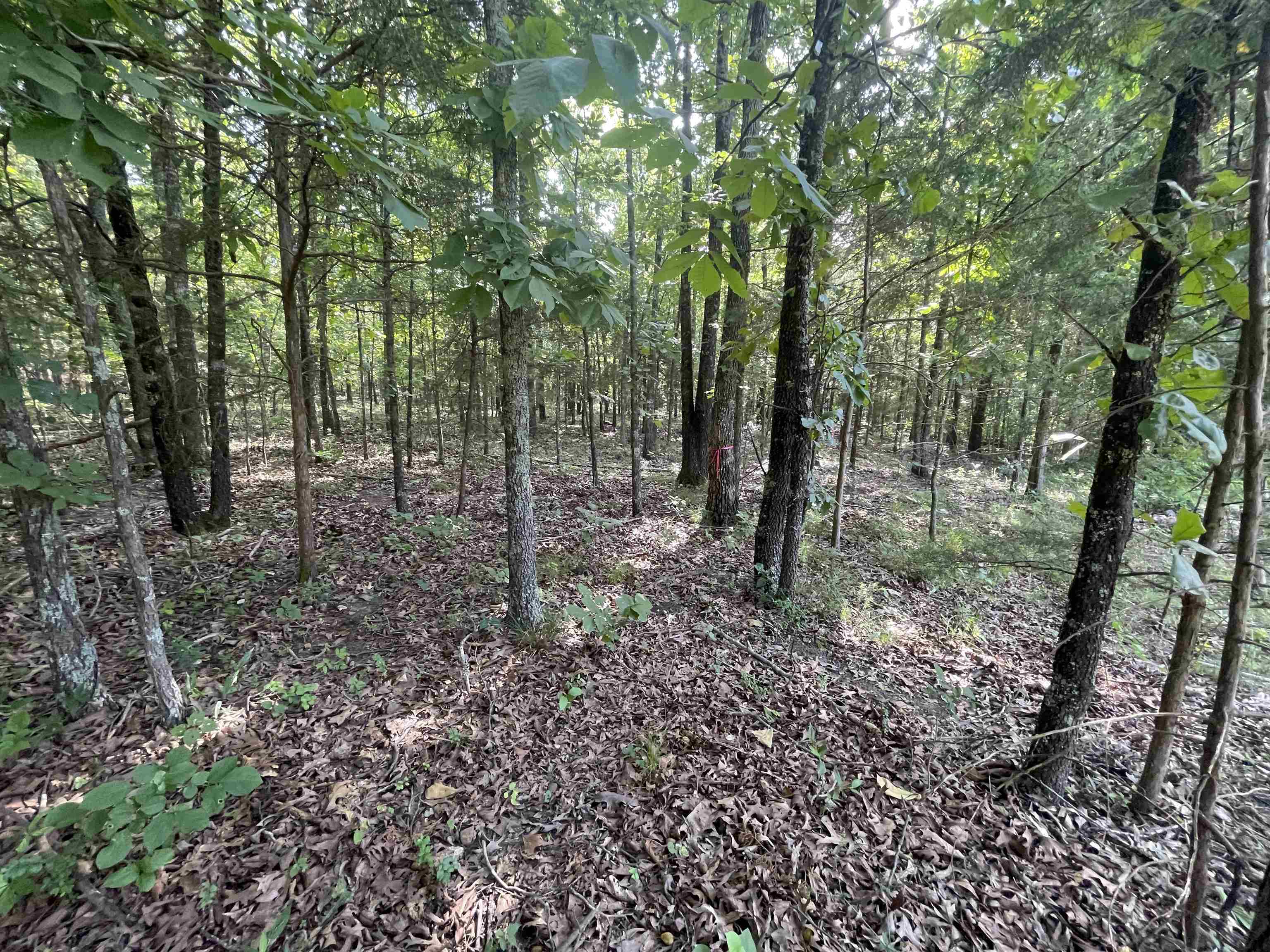 Photo 4 - Residential for sale – 743  The Day   Ash Flat, AR