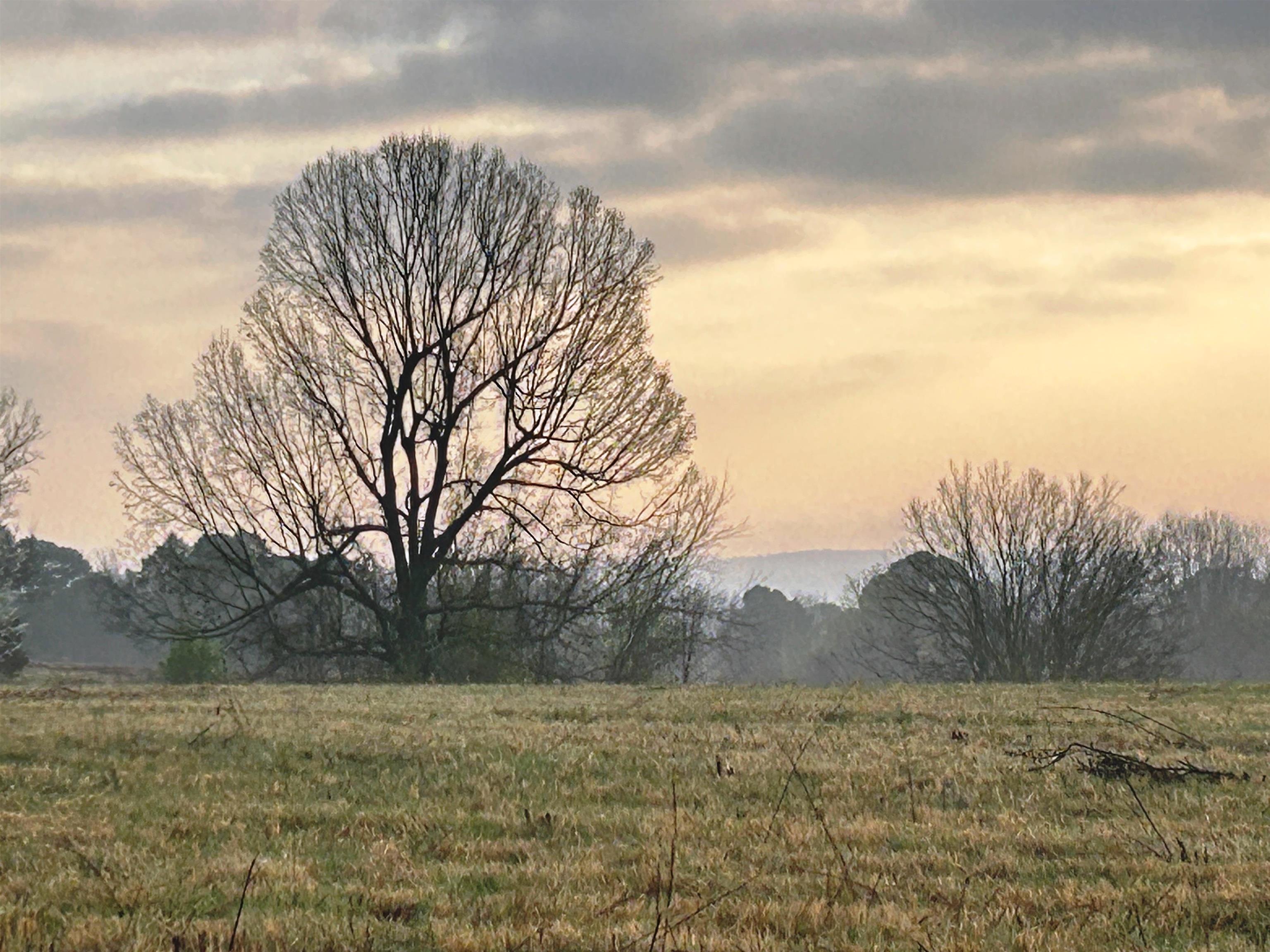 Photo 43 - Residential for sale – 404  Evans   Ash Flat, AR