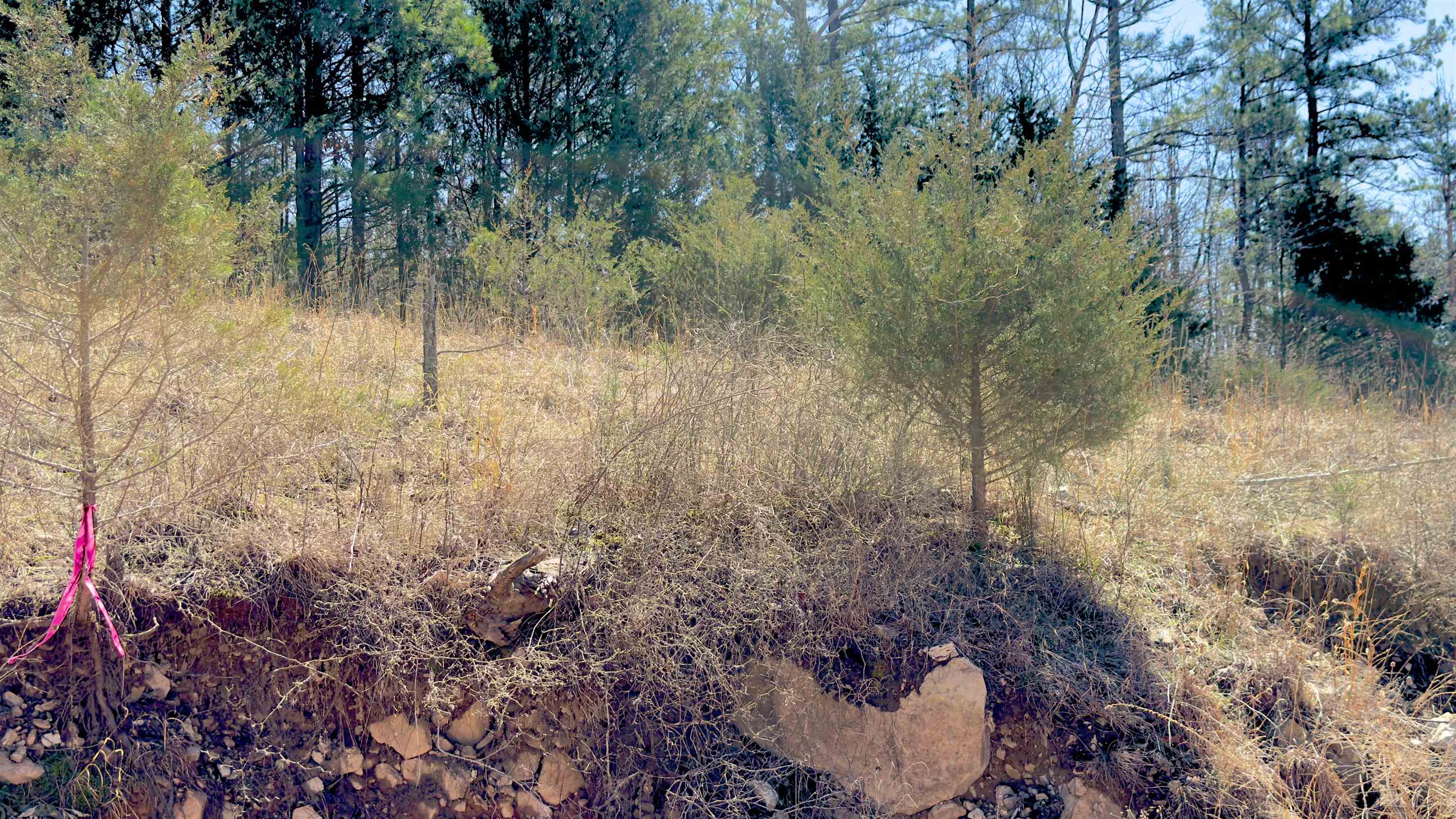 Photo 7 - Vacant Land for sale – 8  Red Lamb   Melbourne, AR