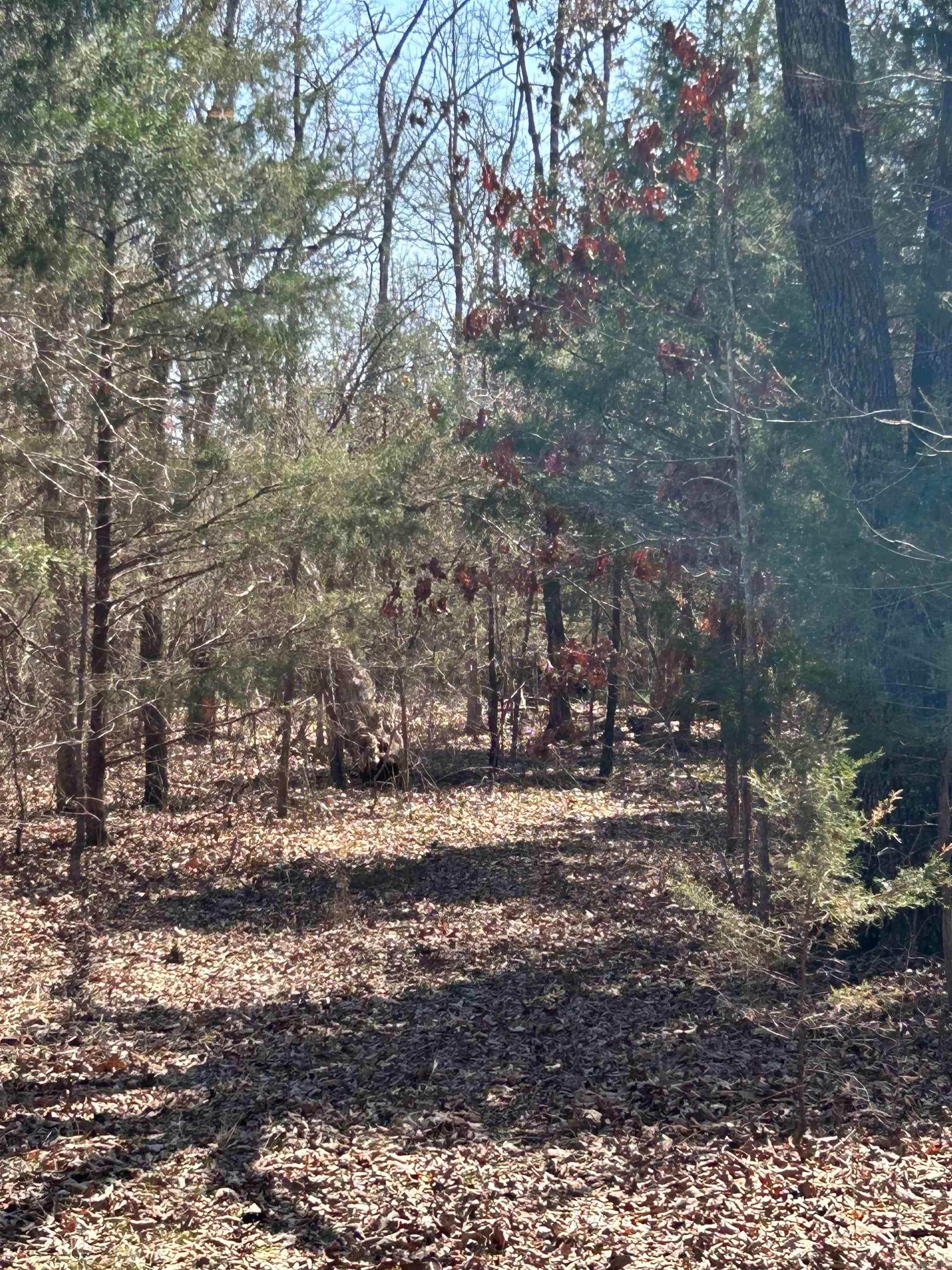 Photo 12 - Vacant Land for sale – 71 Acres  McFadden & Springwood   Hardy, AR