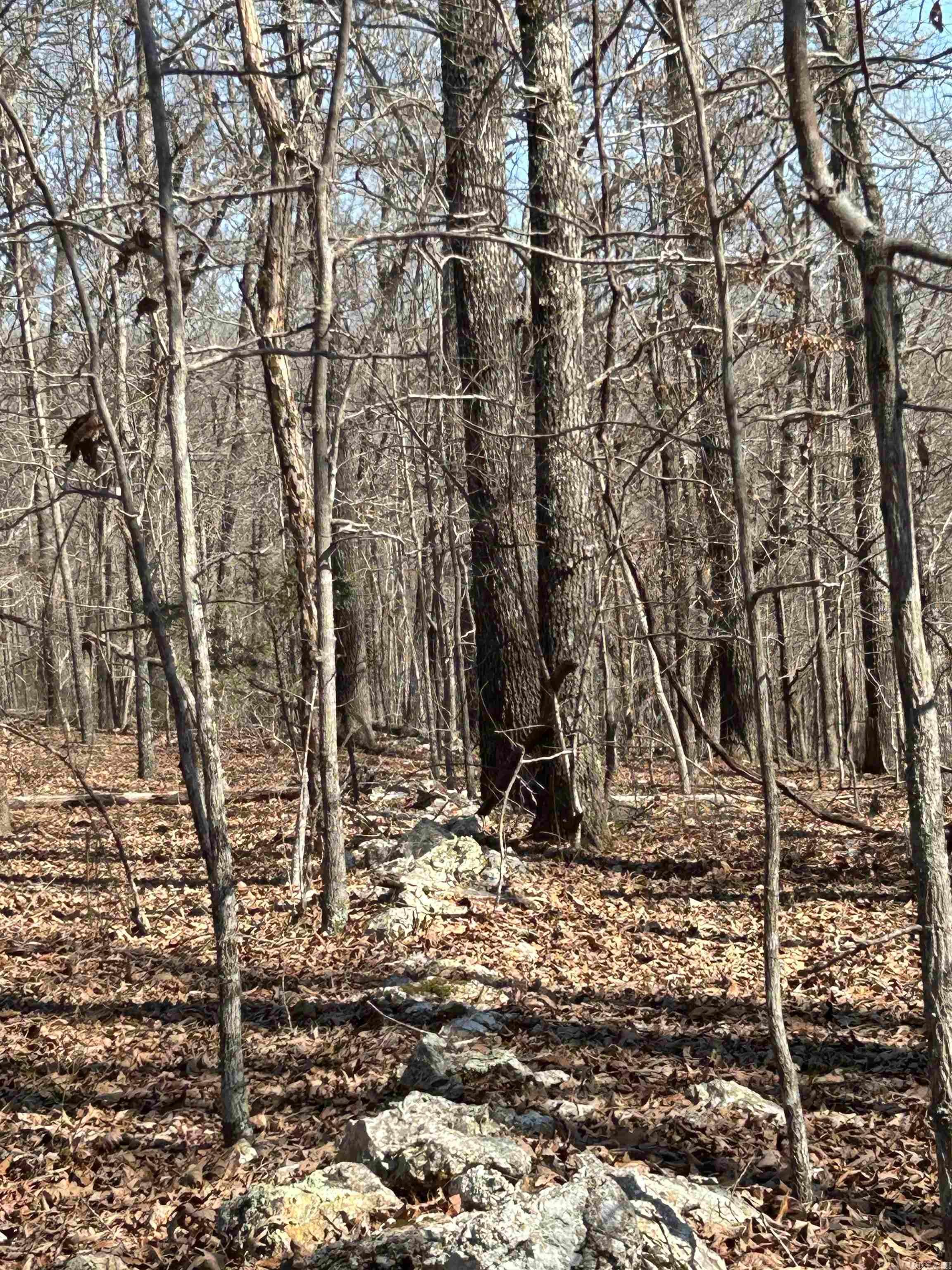 Photo 14 - Vacant Land for sale – 71 Acres  McFadden & Springwood   Hardy, AR