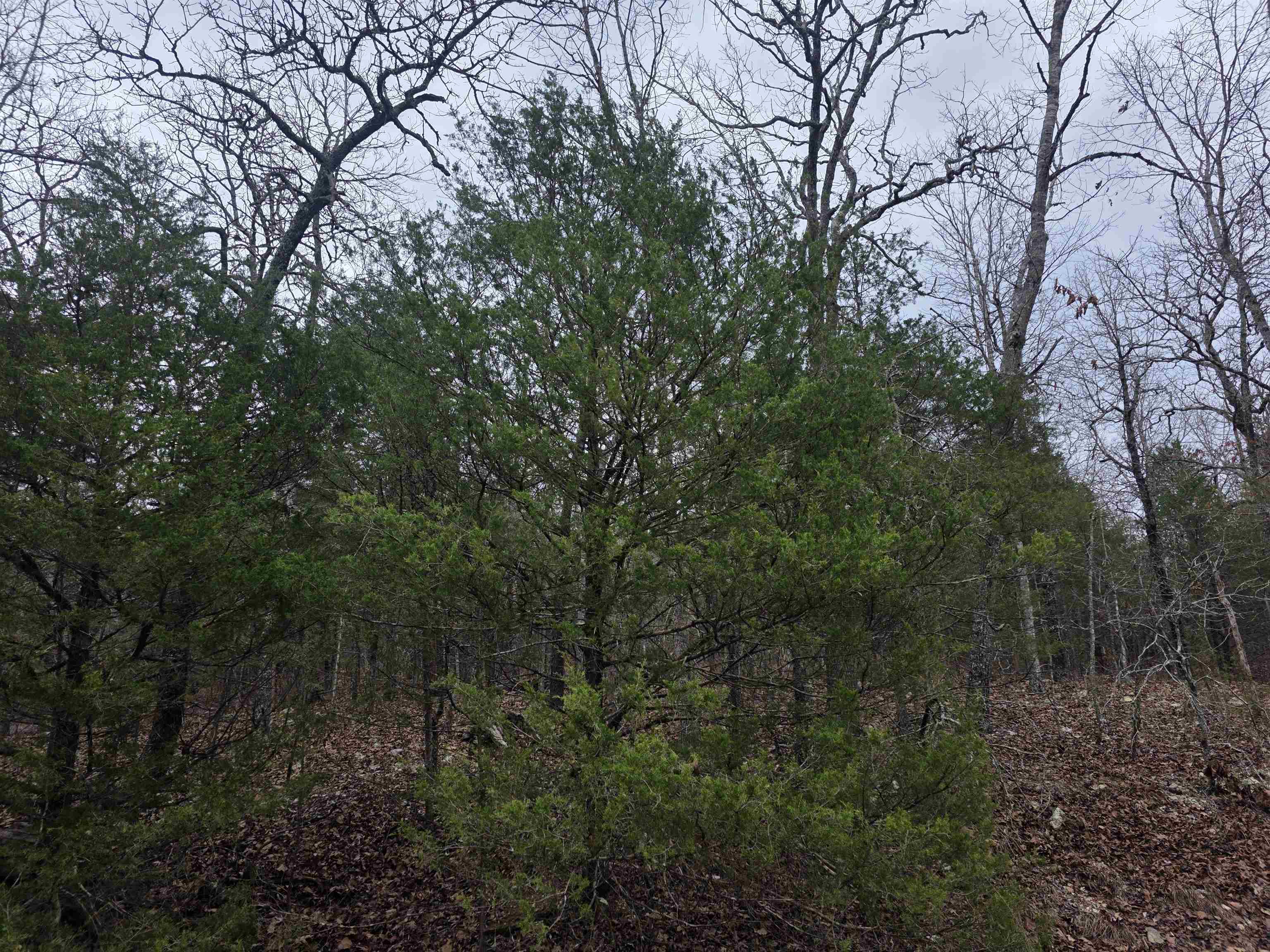 Photo 5 - Vacant Land for sale – L8 B10  Pahokee   Cherokee Village, AR