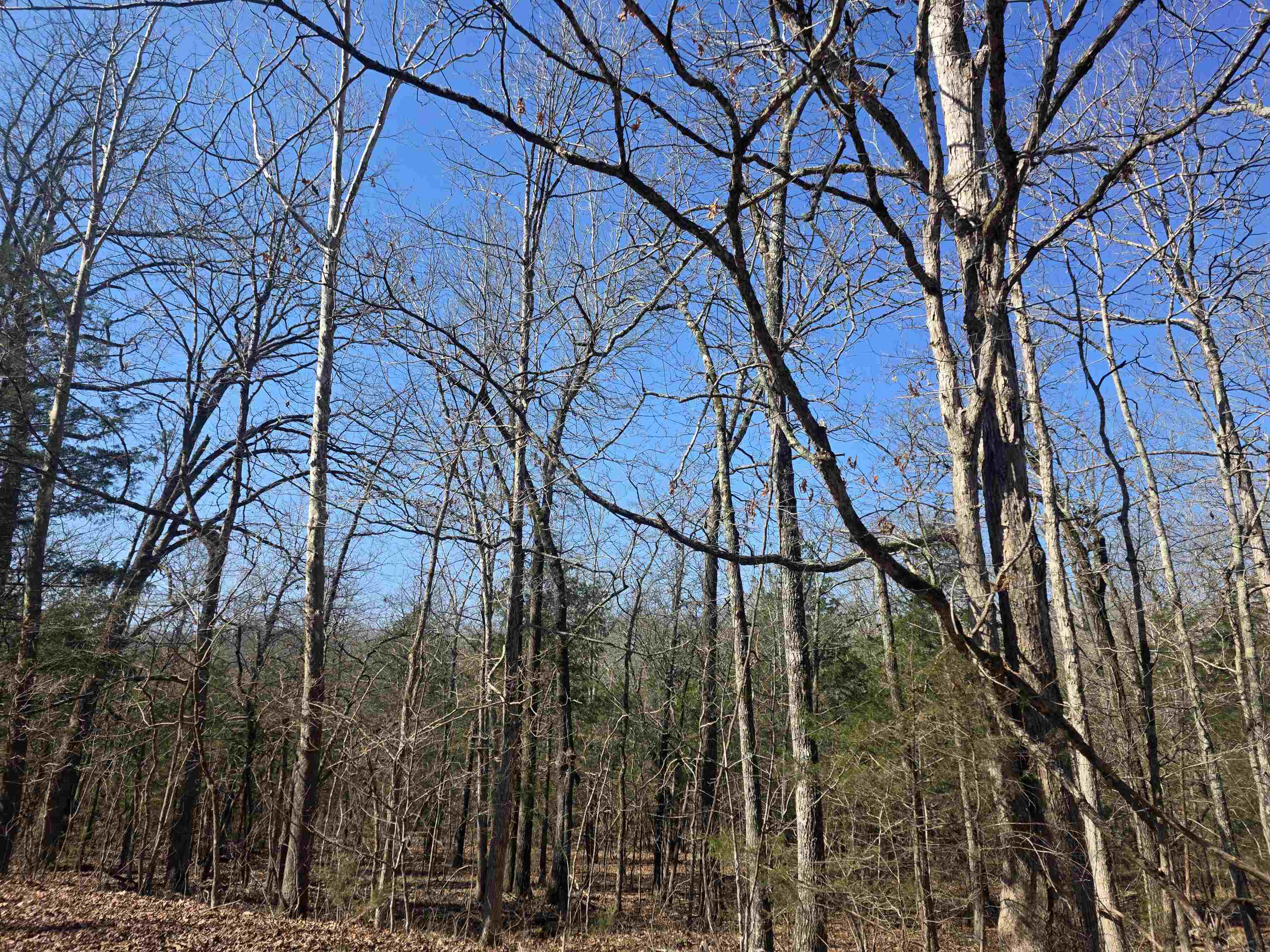 Photo 8 - Vacant Land for sale – L-45, B-9  Pahokee   Cherokee Village, AR