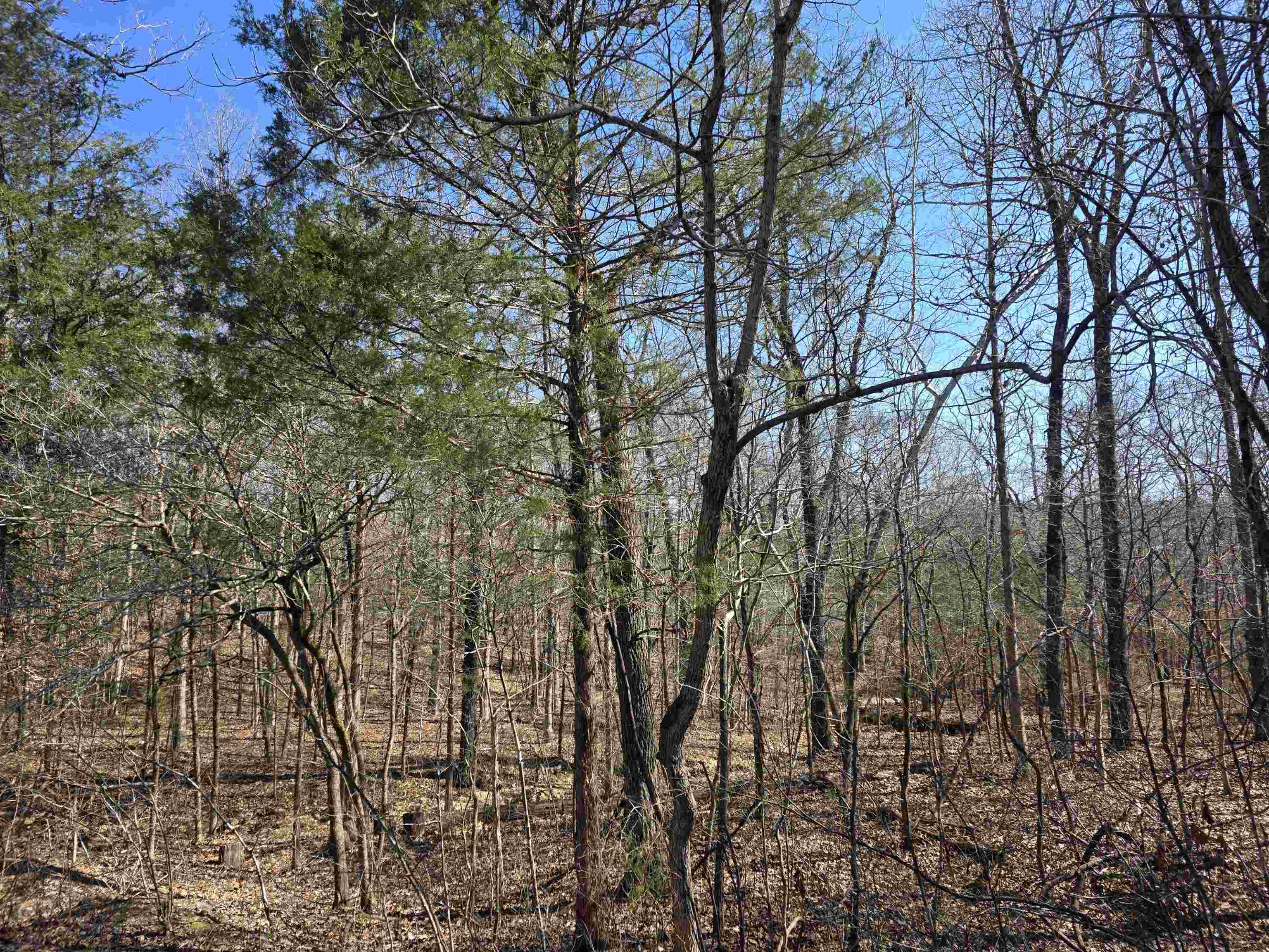 Photo 4 - Vacant Land for sale – L16 B8  Lochloosa   Cherokee Village, AR