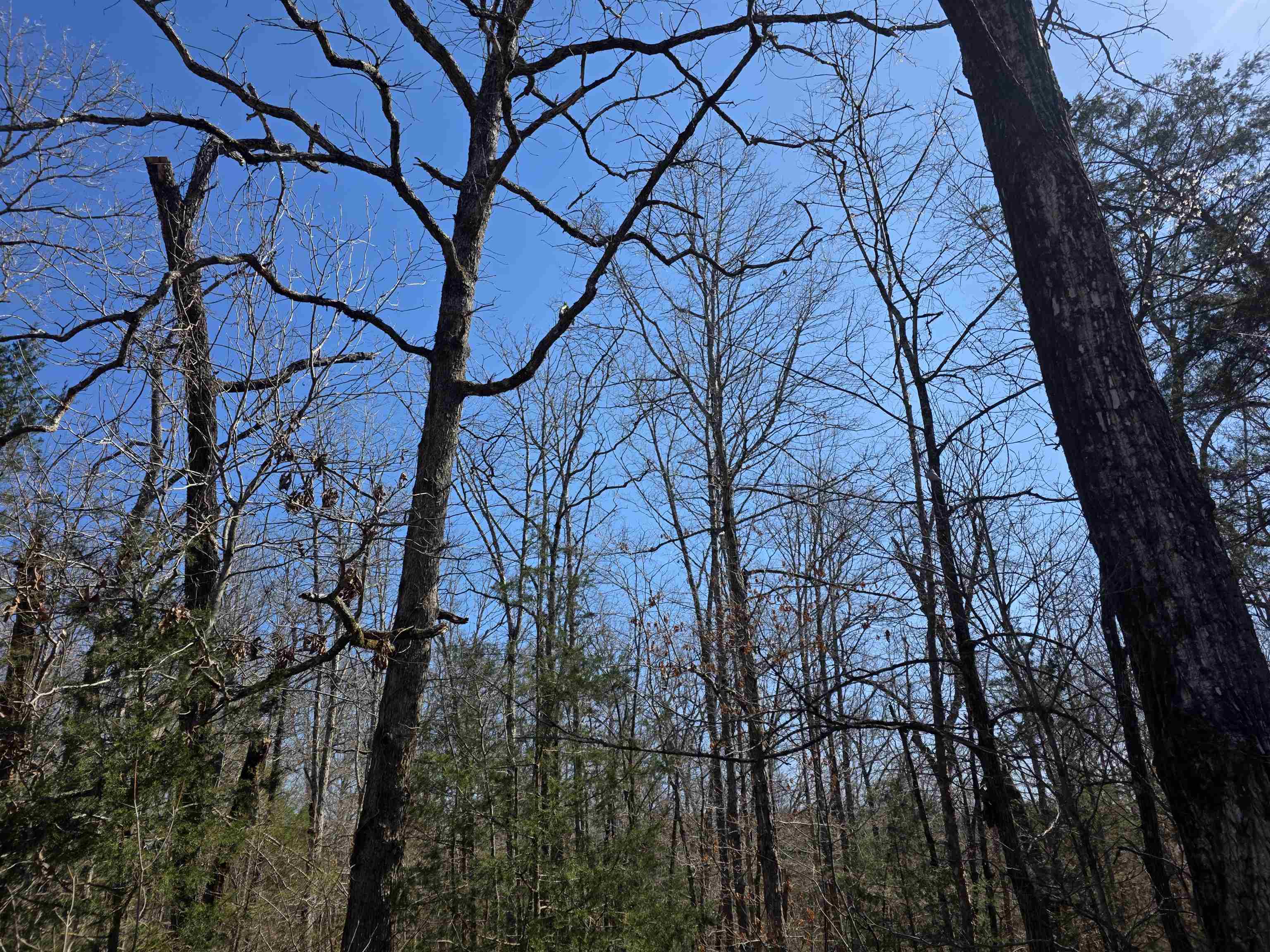 Photo 3 - Vacant Land for sale – L15 B8  Lochloosa   Cherokee Village, AR