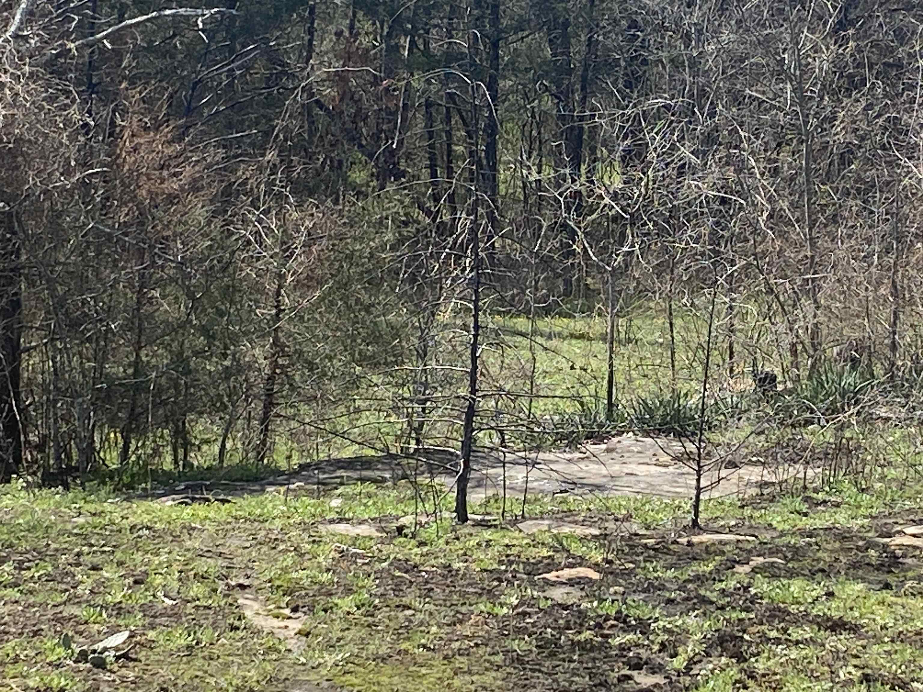 Photo 13 - Vacant Land for sale – 001 N Boswell Road   Calico Rock, AR