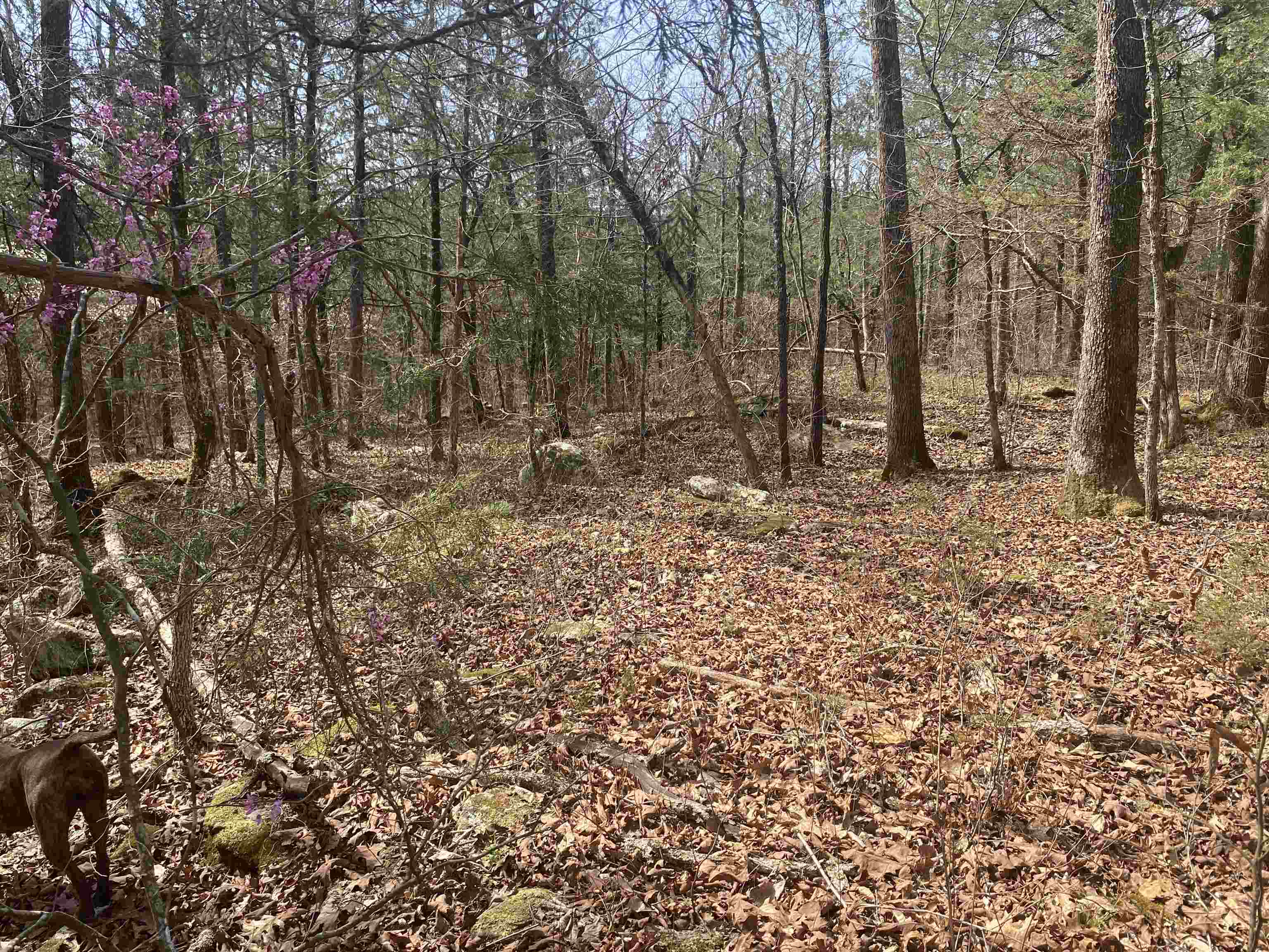 Photo 18 - Vacant Land for sale – 001 N Boswell Road   Calico Rock, AR