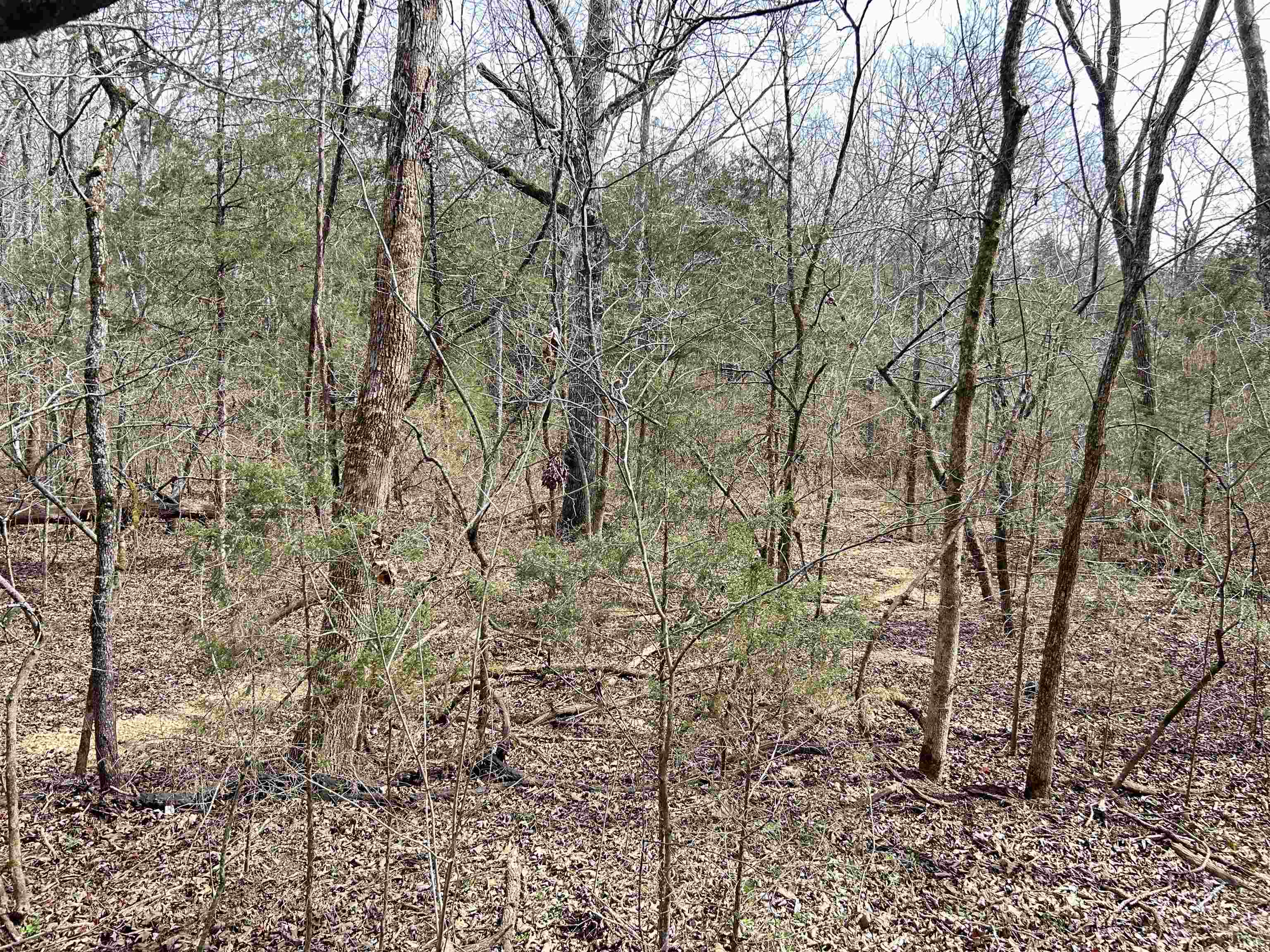 Photo 3 - Vacant Land for sale – TBD  Giles   Hardy, AR