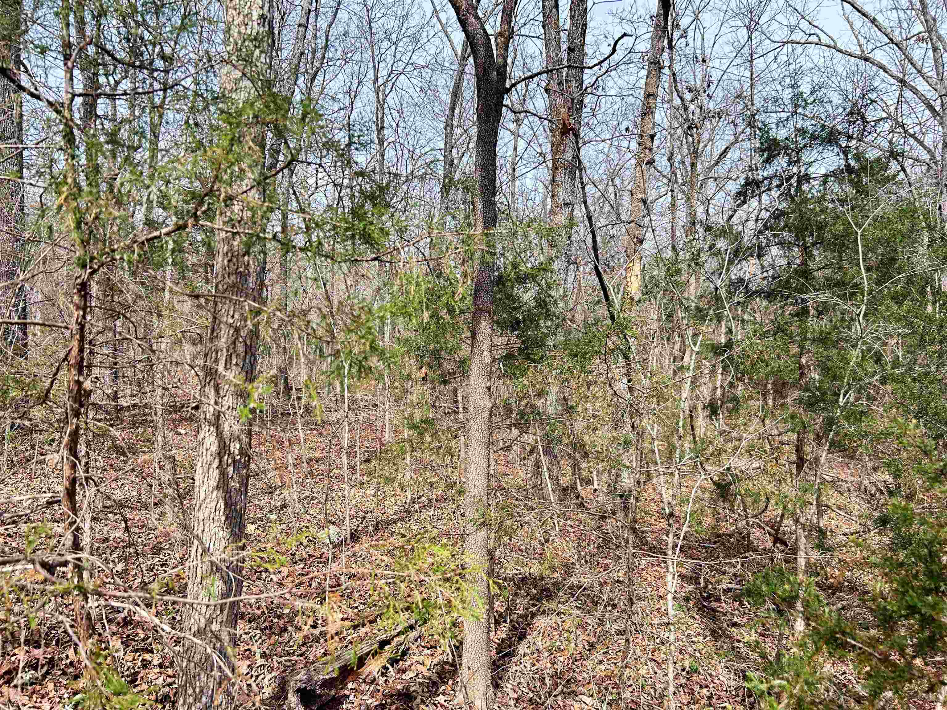 Photo 4 - Vacant Land for sale – TBD  Giles   Hardy, AR