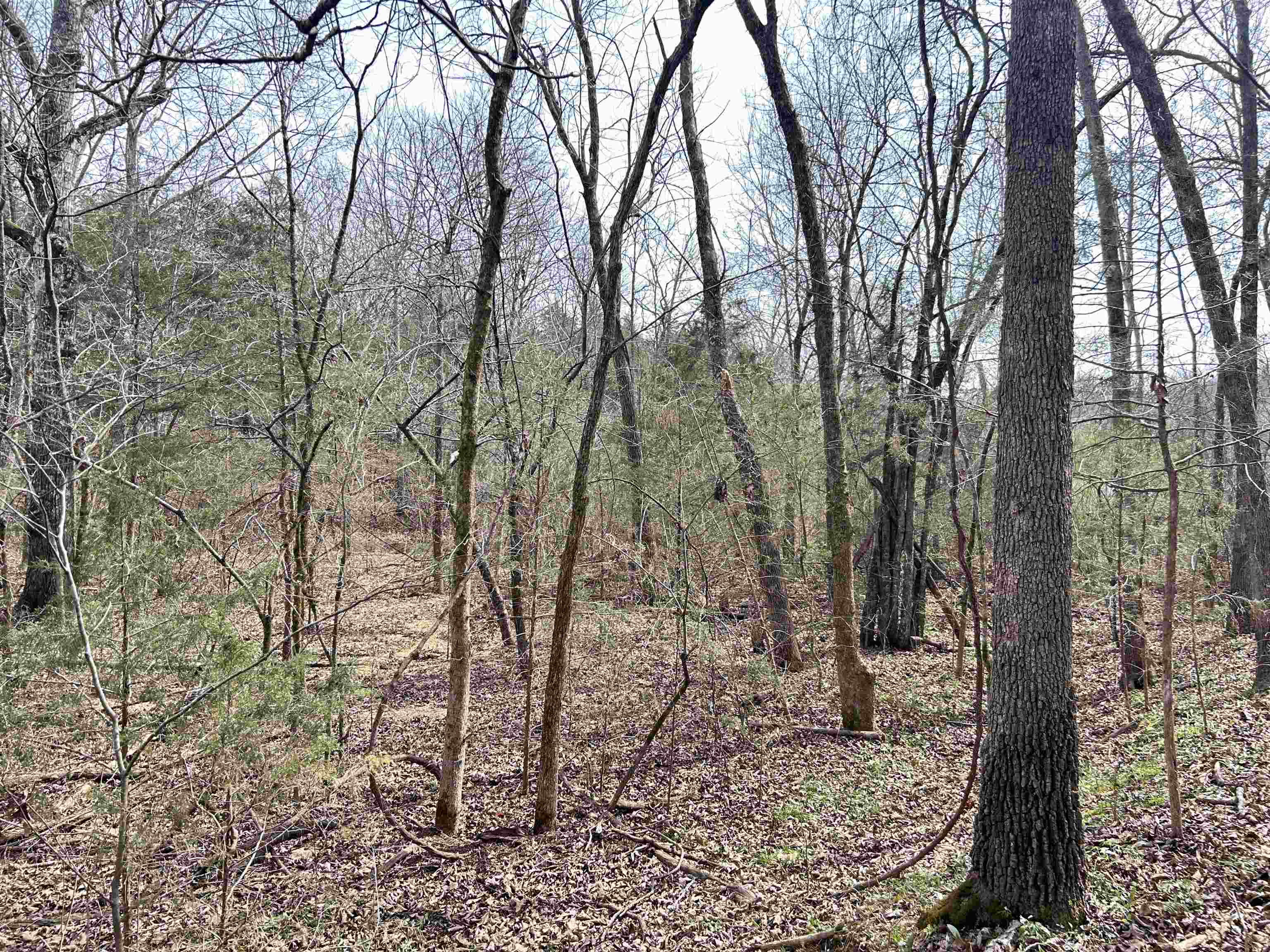 Photo 5 - Vacant Land for sale – TBD  Giles   Hardy, AR
