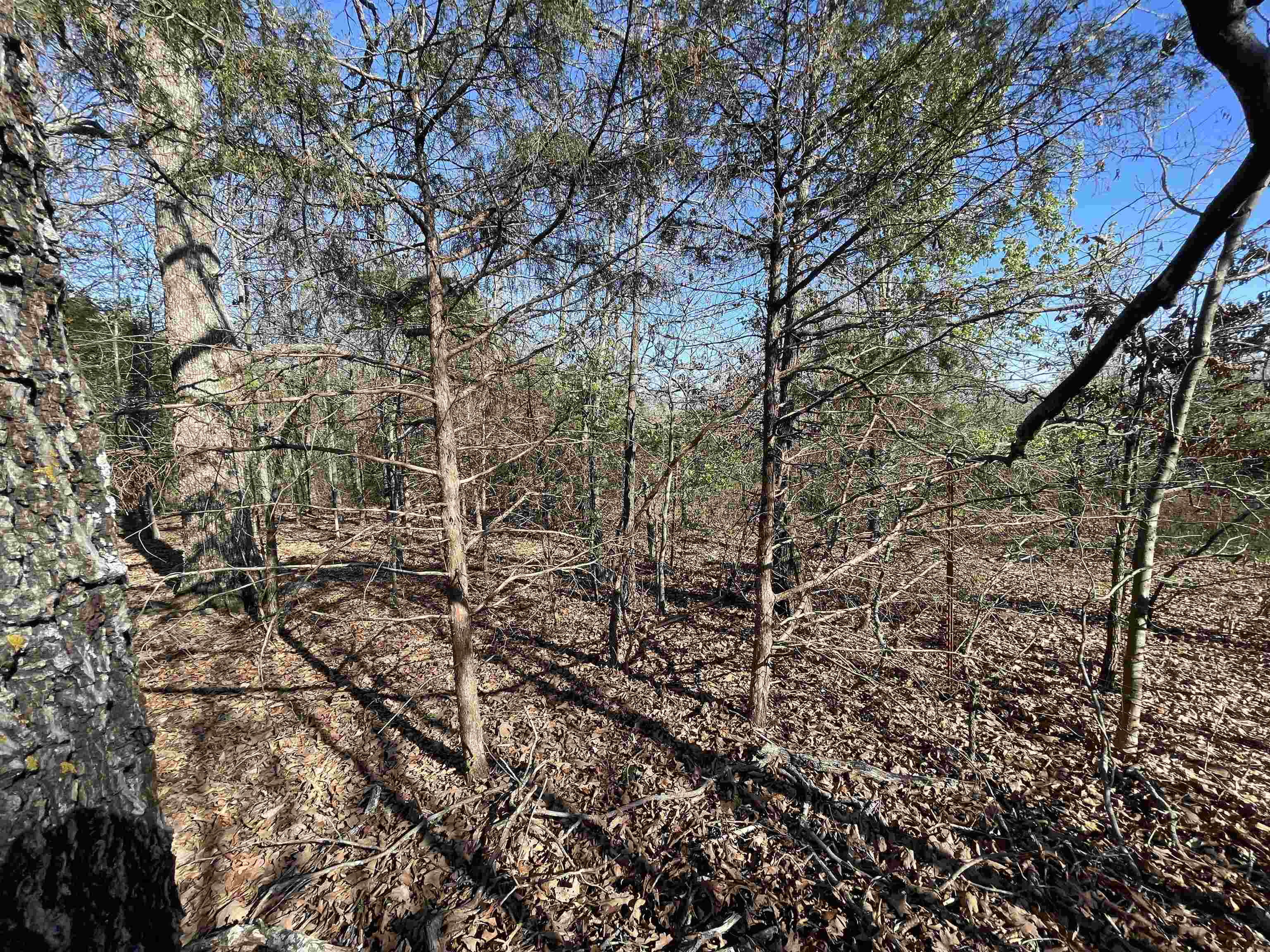 Photo 16 - Vacant Land for sale – 0  62/412   Viola, AR