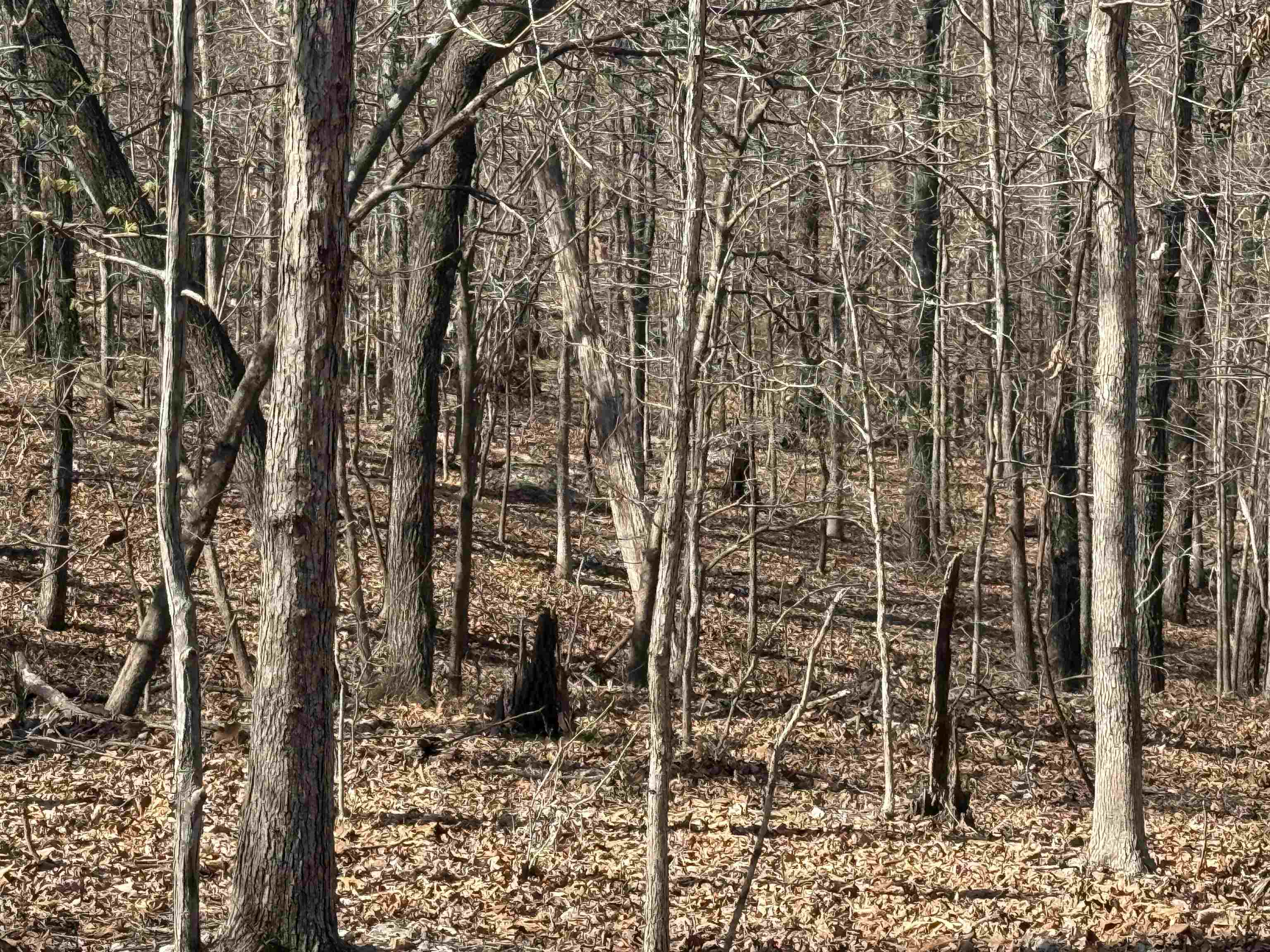 Photo 3 - Vacant Land for sale – TBD  Spokane   Cherokee Village, AR