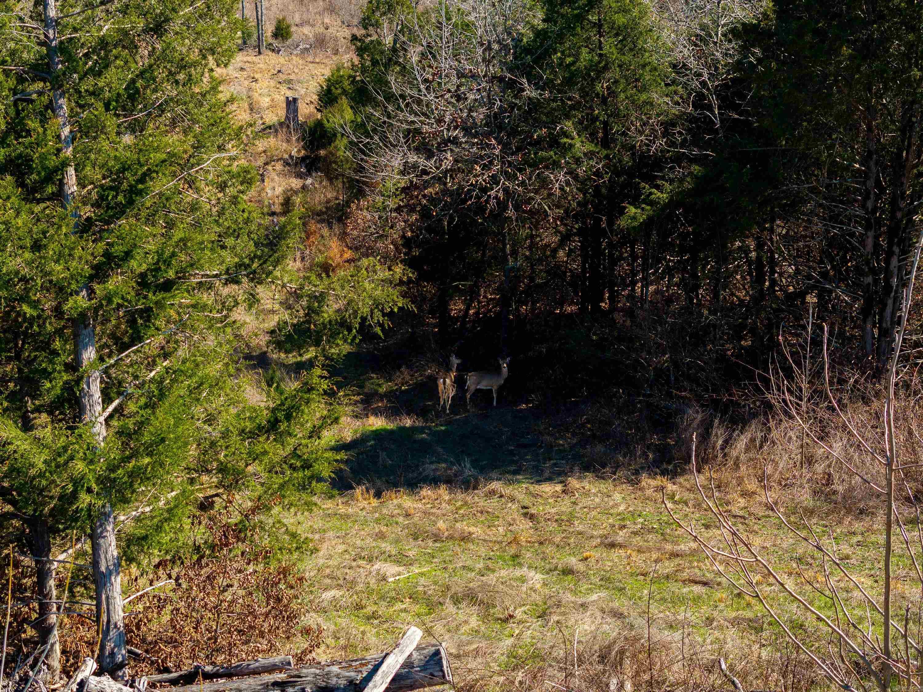 Photo 12 - Vacant Land for sale –   Green Valley Rd   Viola, AR