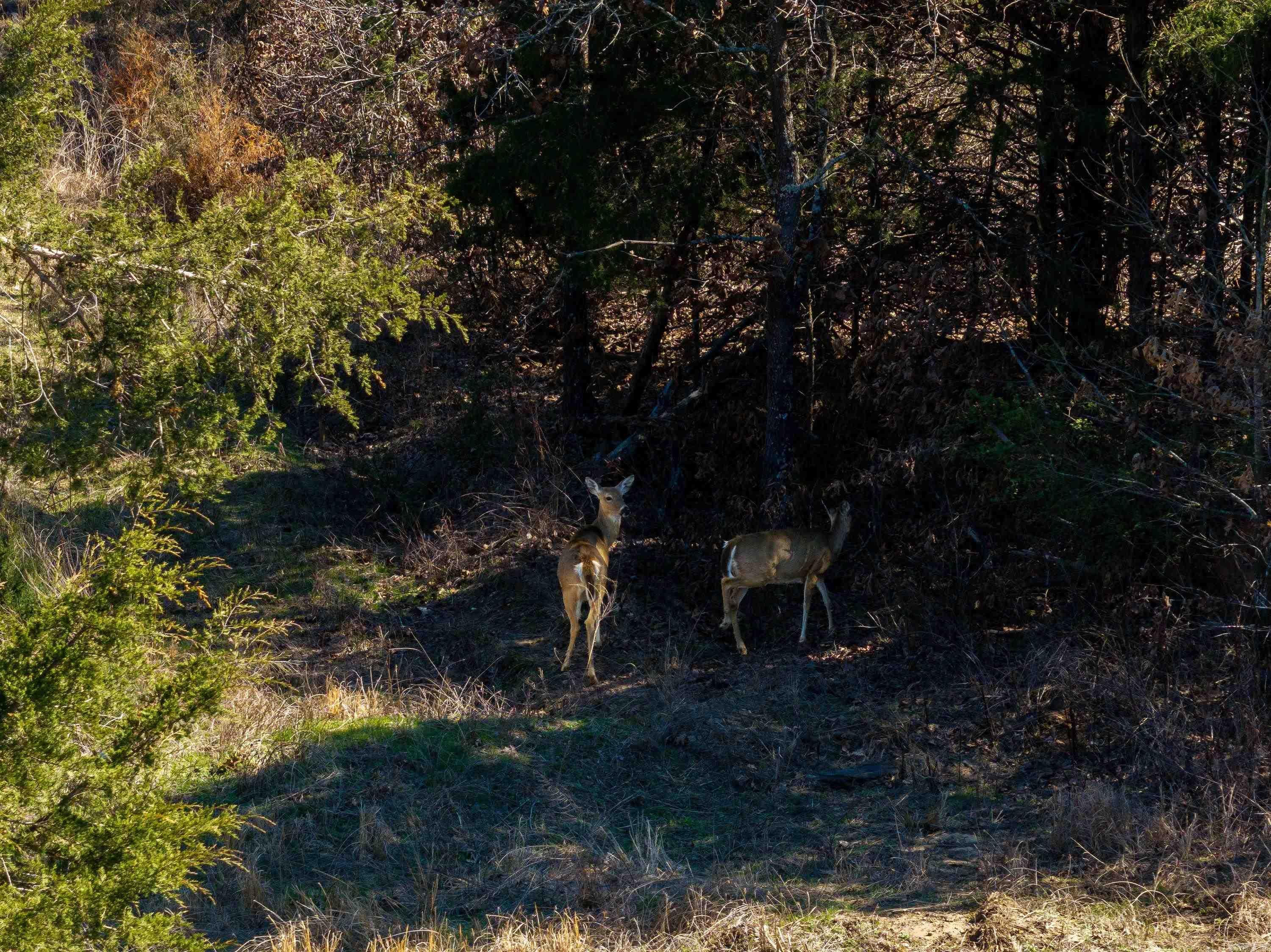 Photo 8 - Vacant Land for sale –   Green Valley Rd   Viola, AR