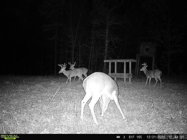 Photo 18 - Vacant Land for sale – 311  Rock Hill   Dolph, AR