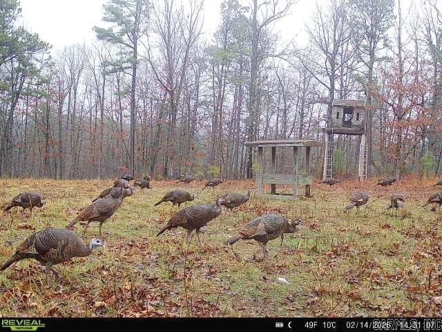 Photo 19 - Vacant Land for sale – 311  Rock Hill   Dolph, AR