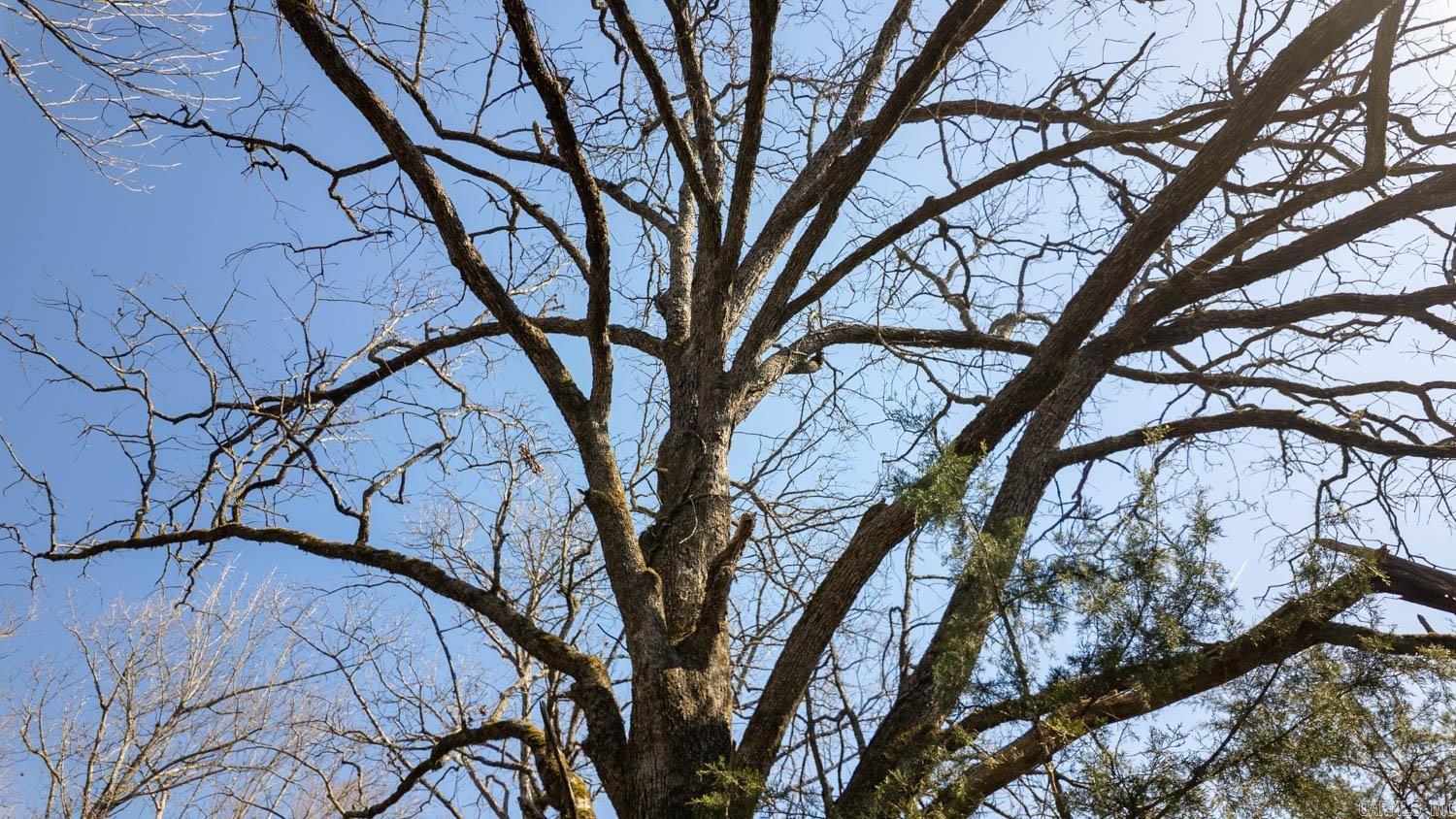 Photo 5 - Vacant Land for sale – 000  Shands Road   Evening Shade, AR