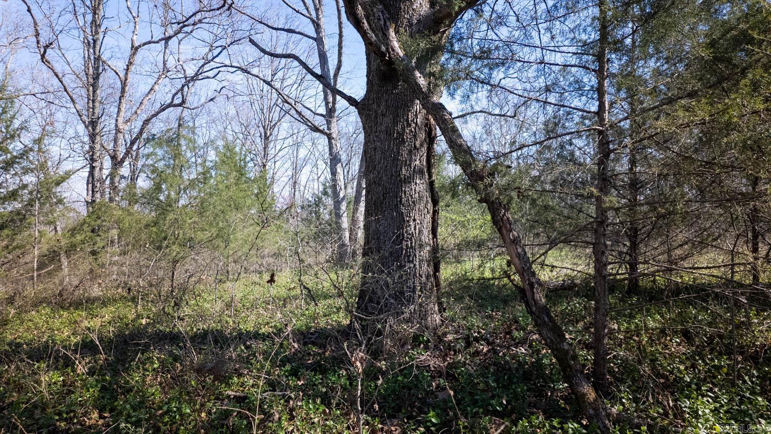 Photo 6 - Vacant Land for sale – 000  Shands Road   Evening Shade, AR