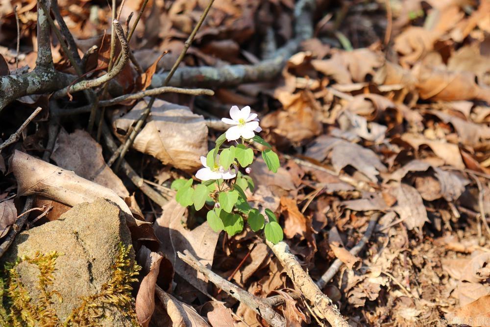 Photo 27 - Vacant Land for sale – 0000  Union Hill   Pleasant Plains, AR