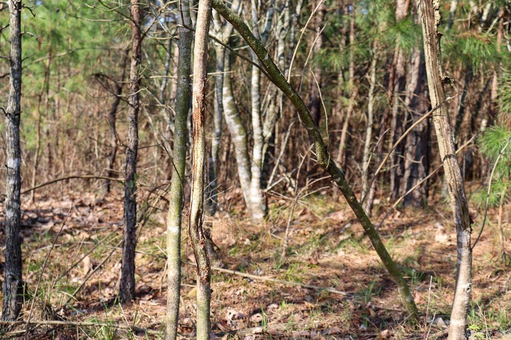 Photo 45 - Vacant Land for sale – 0000  Union Hill   Pleasant Plains, AR