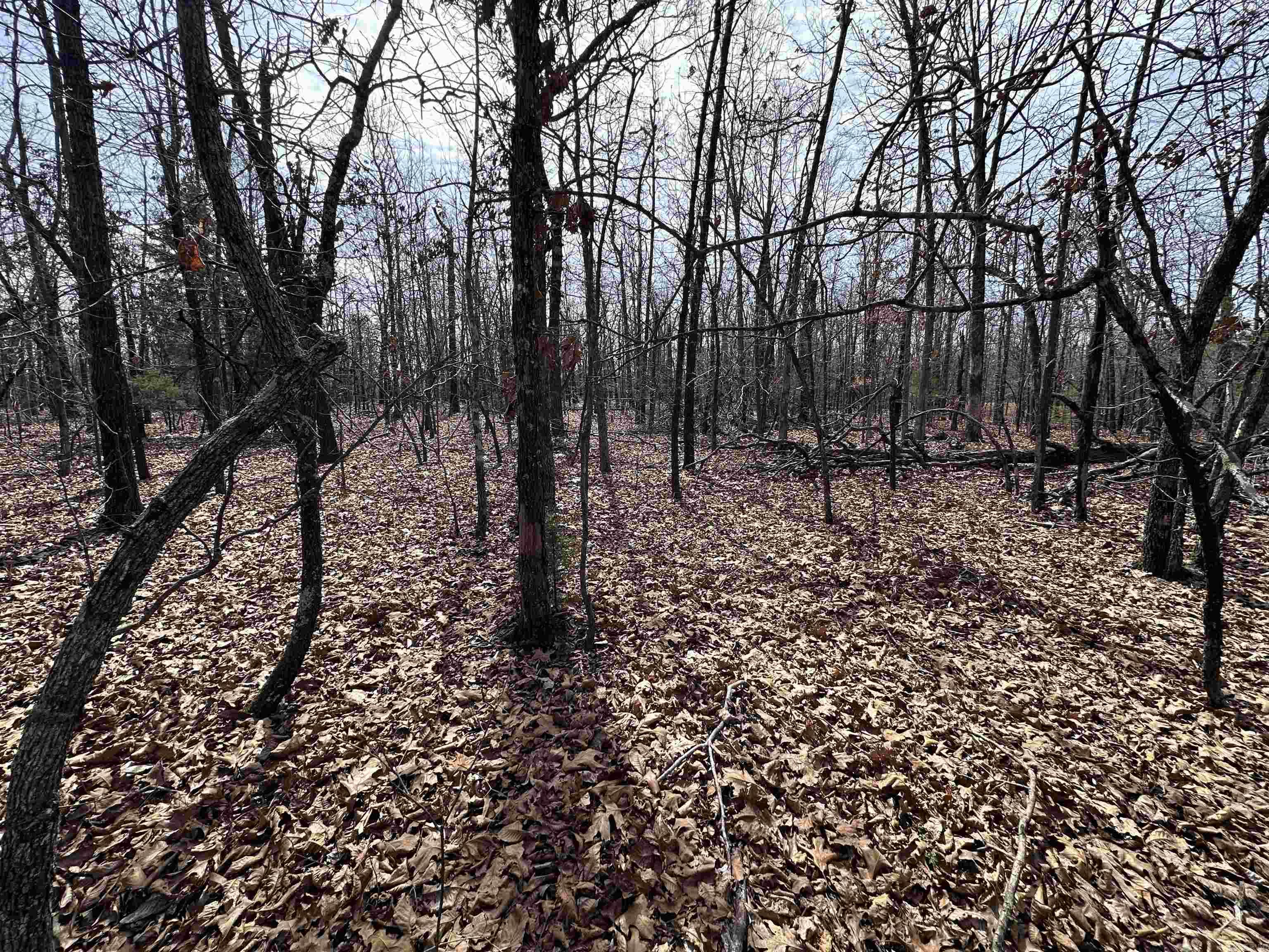 Photo 5 - Vacant Land for sale –   Claxton Rd   Ash Flat, AR