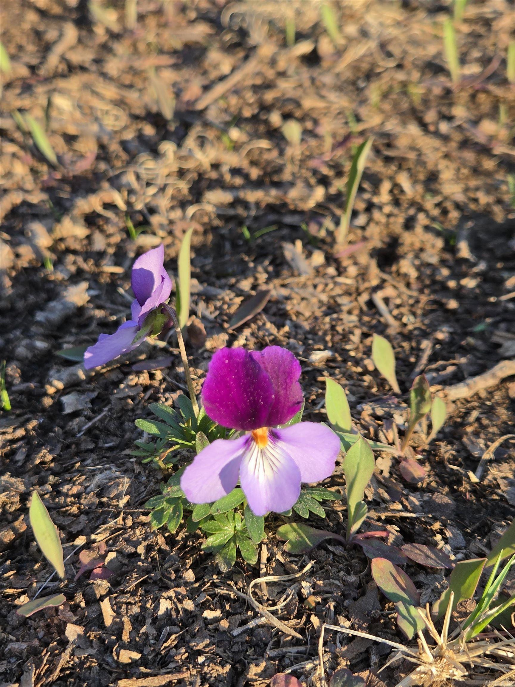 Photo 30 - Vacant Land for sale – 000  Thida   Thida, AR