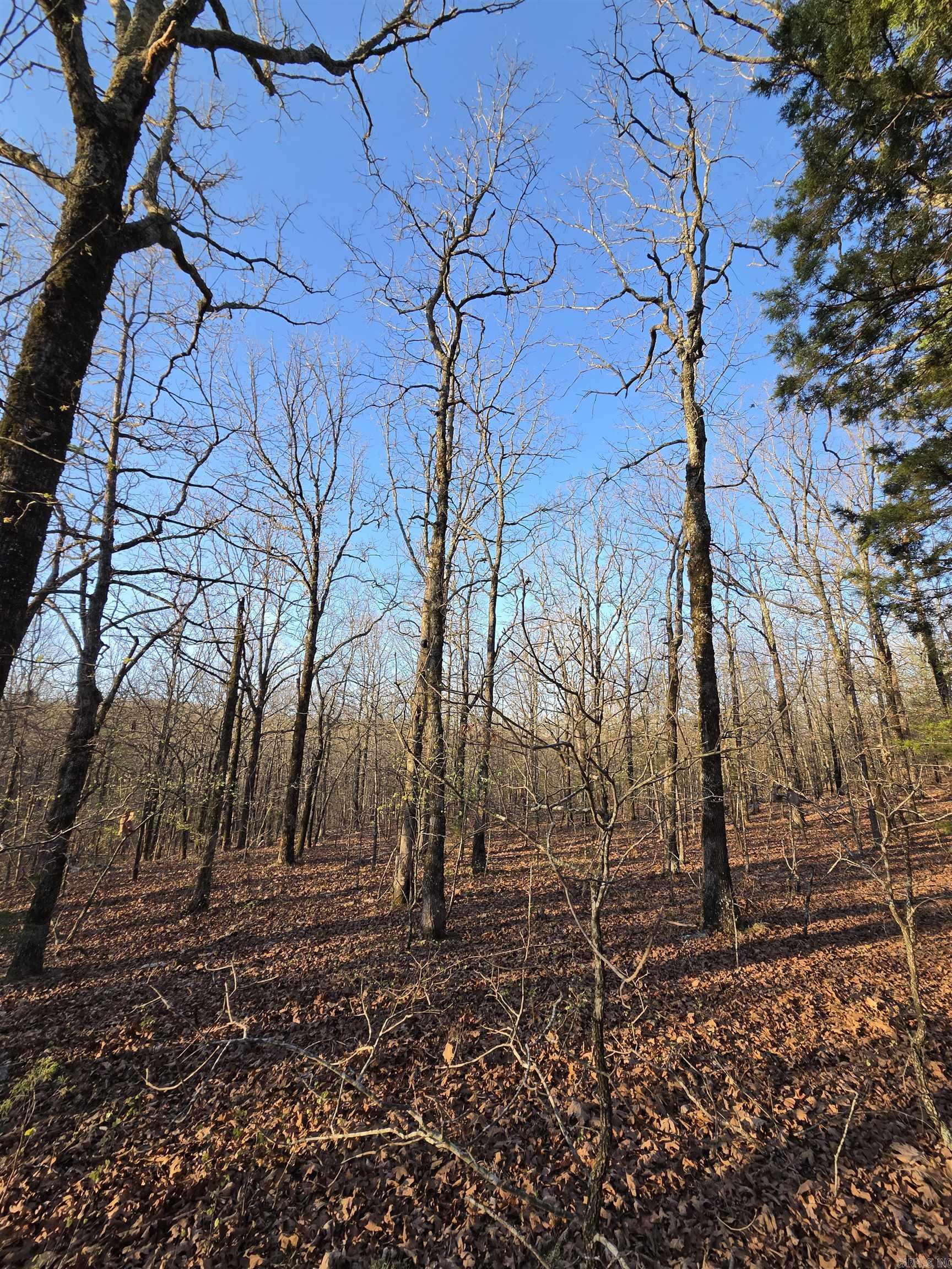 Photo 33 - Vacant Land for sale – 000  Thida   Thida, AR