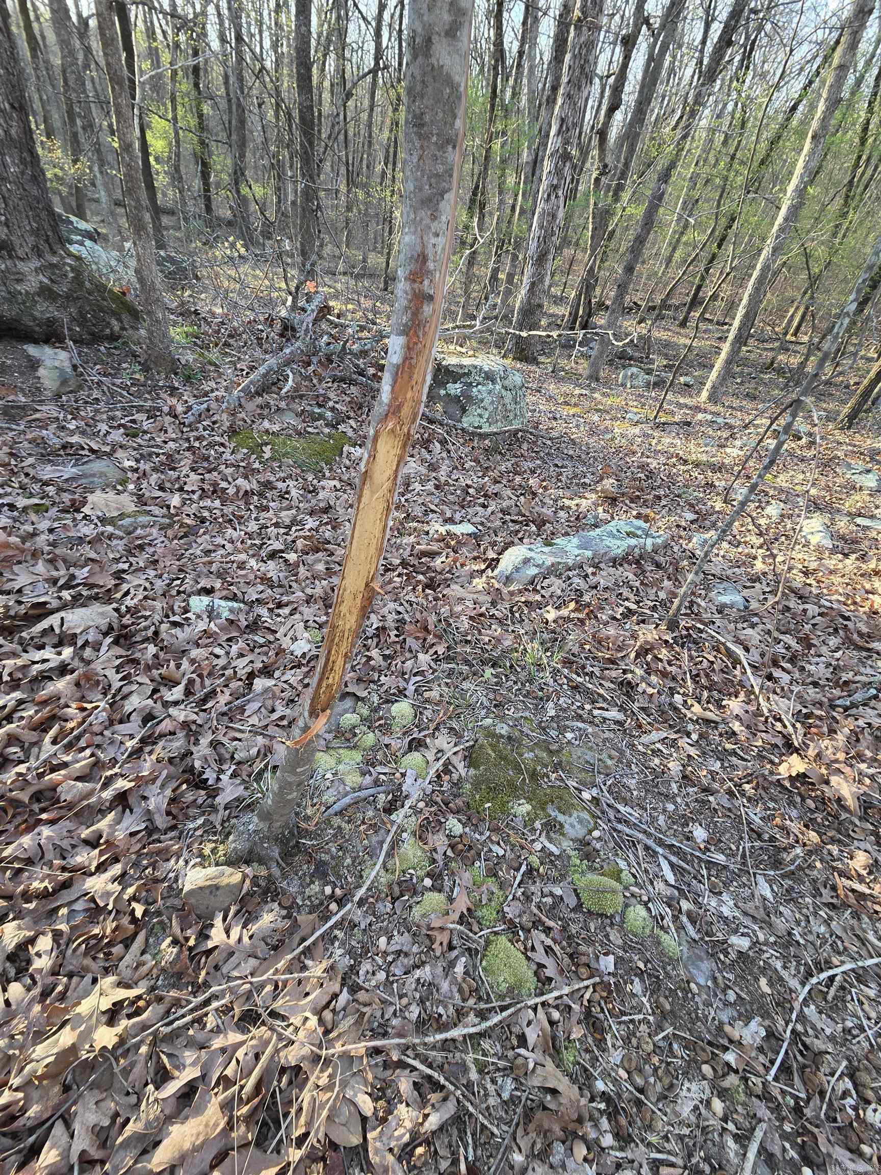 Photo 41 - Vacant Land for sale – 000  Thida   Thida, AR