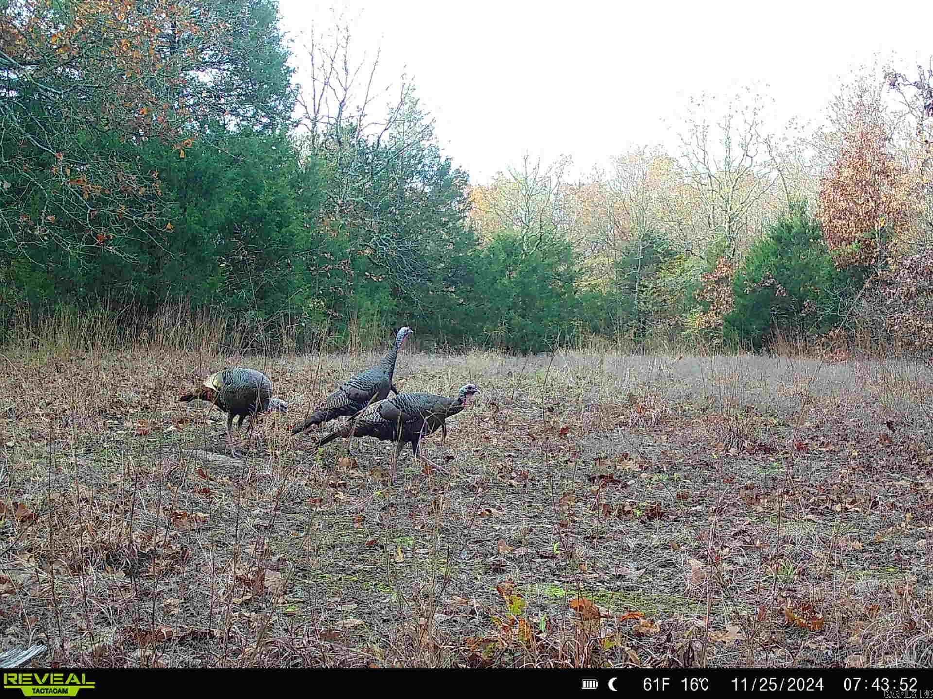 Photo 9 - Vacant Land for sale – 000  Thida   Thida, AR