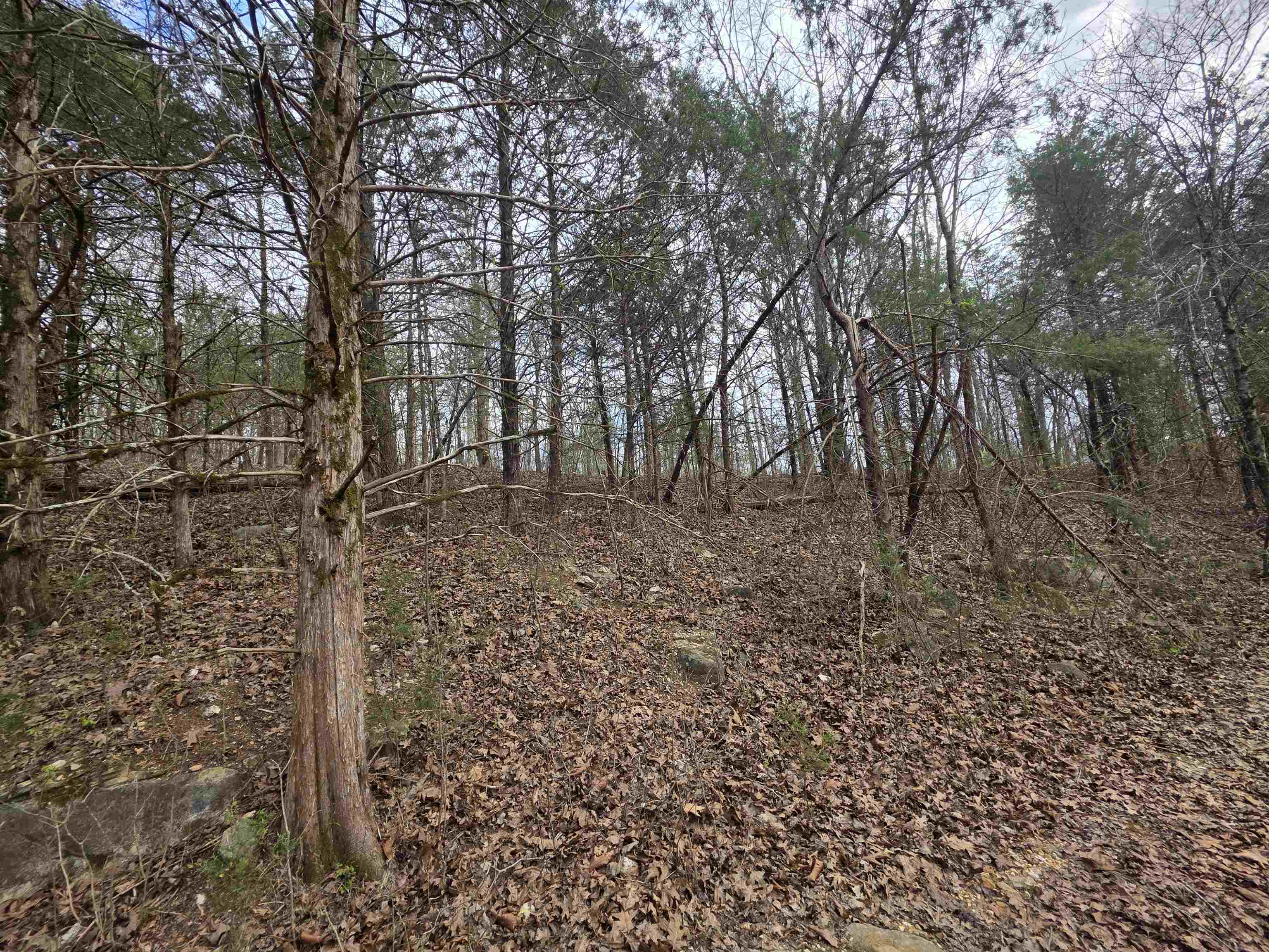 Photo 8 - Vacant Land for sale – L-24 B-7  Steves   Hardy, AR