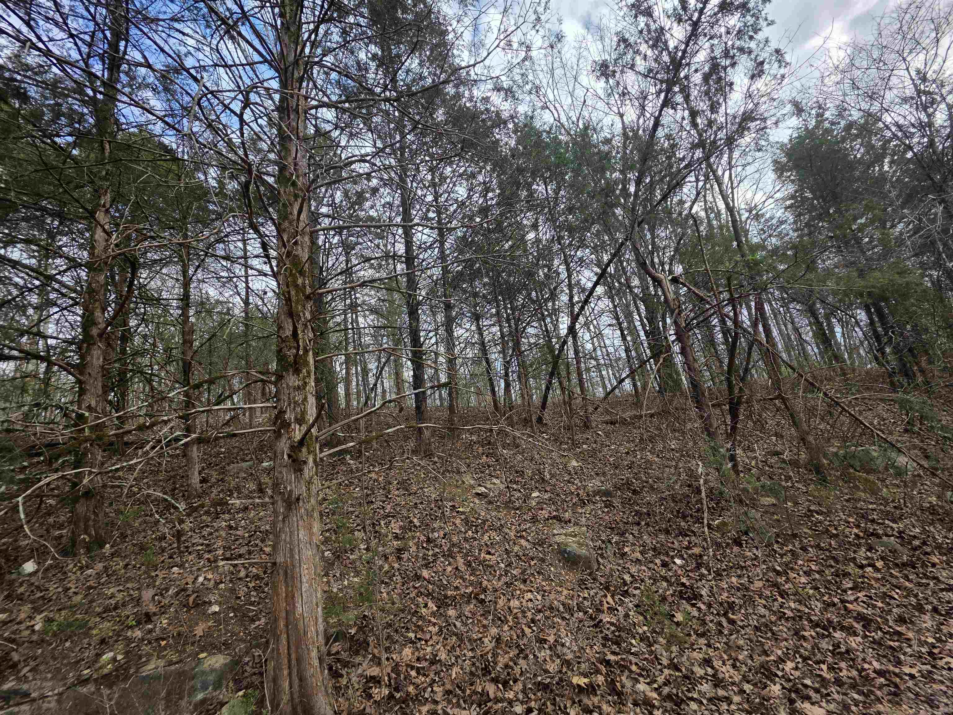 Photo 10 - Vacant Land for sale – L-24 B-7  Steves   Hardy, AR