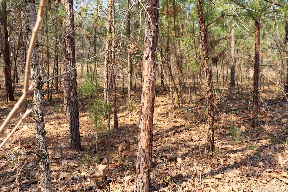 Photo 42 - Residential for sale – 1455  Highway 115   Smithville, AR