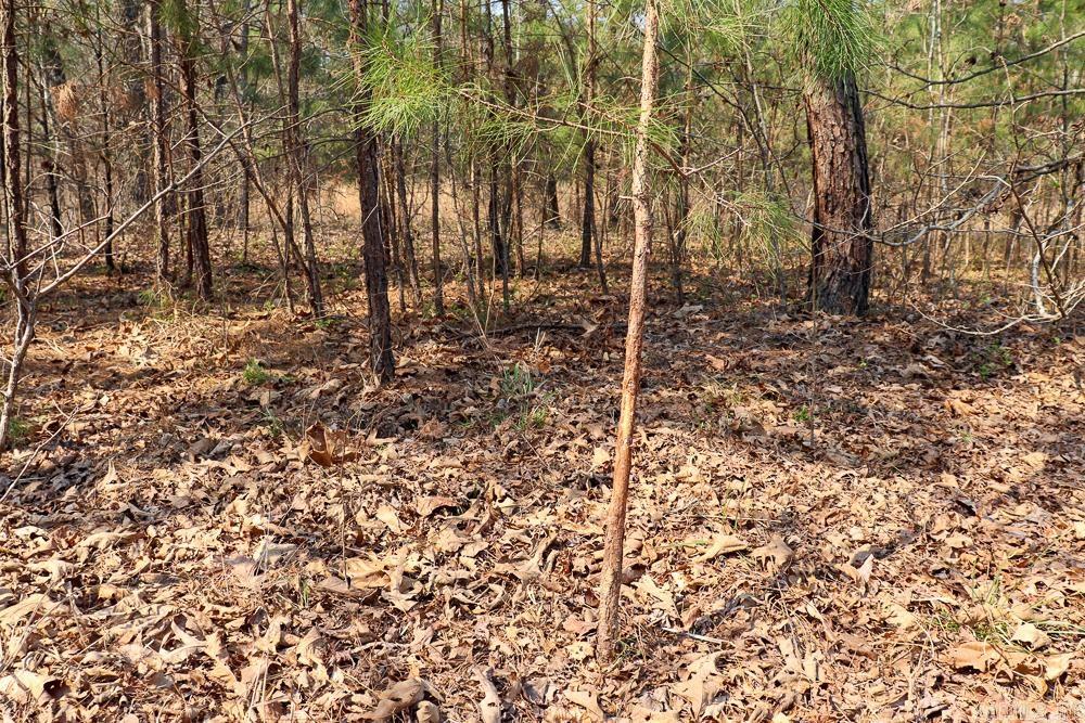 Photo 43 - Residential for sale – 1455  Highway 115   Smithville, AR