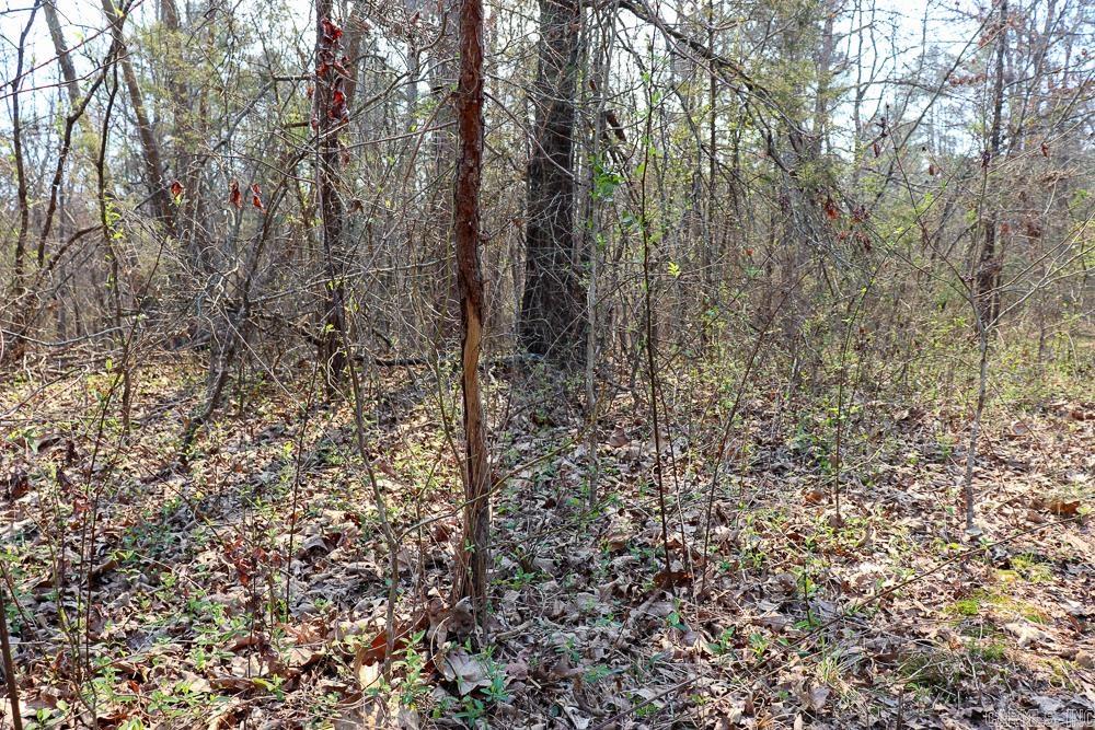 Photo 44 - Residential for sale – 1455  Highway 115   Smithville, AR