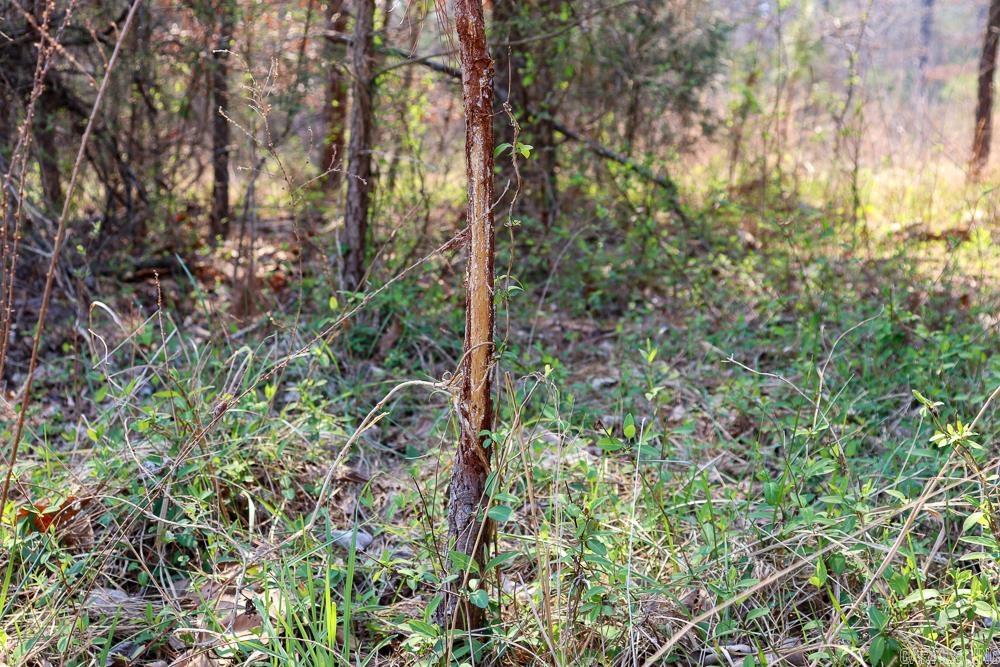 Photo 45 - Residential for sale – 1455  Highway 115   Smithville, AR